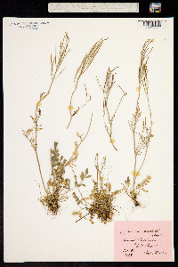 Cardamine pratensis subsp. matthioli image