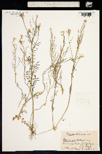 Cardamine pratensis subsp. matthioli image