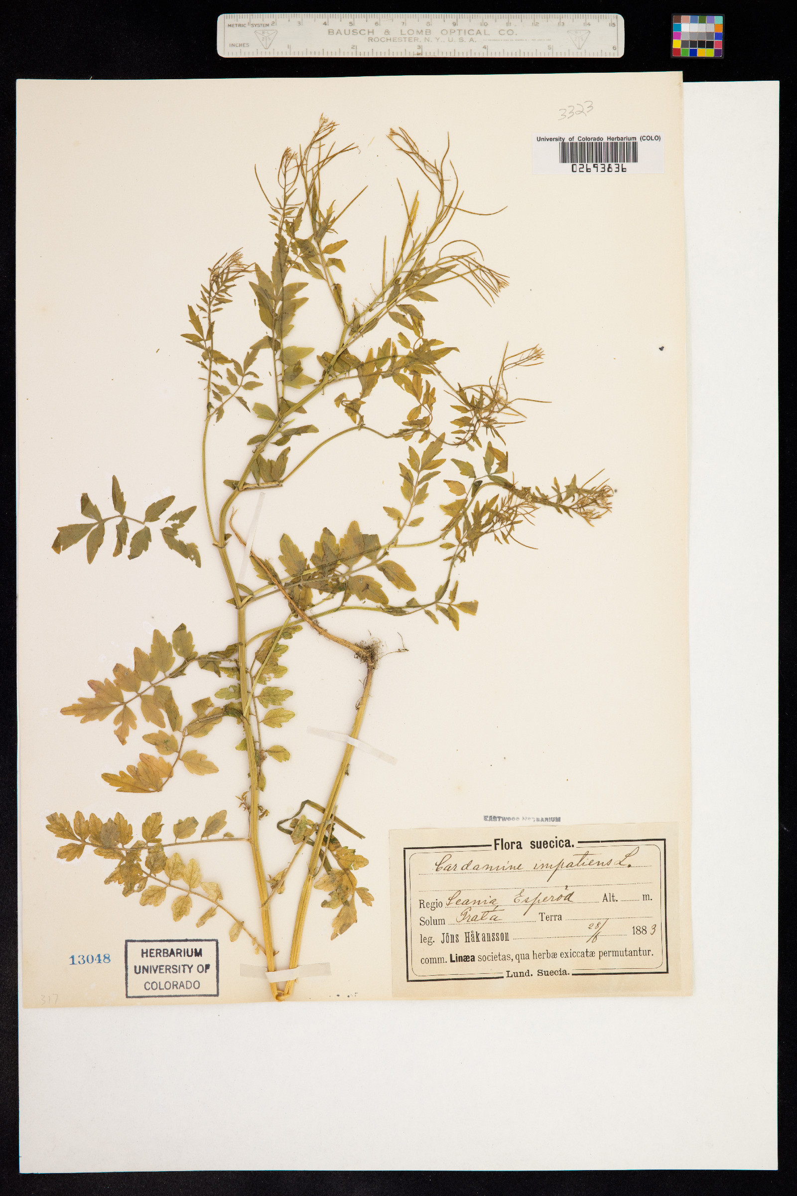 Cardamine impatiens image