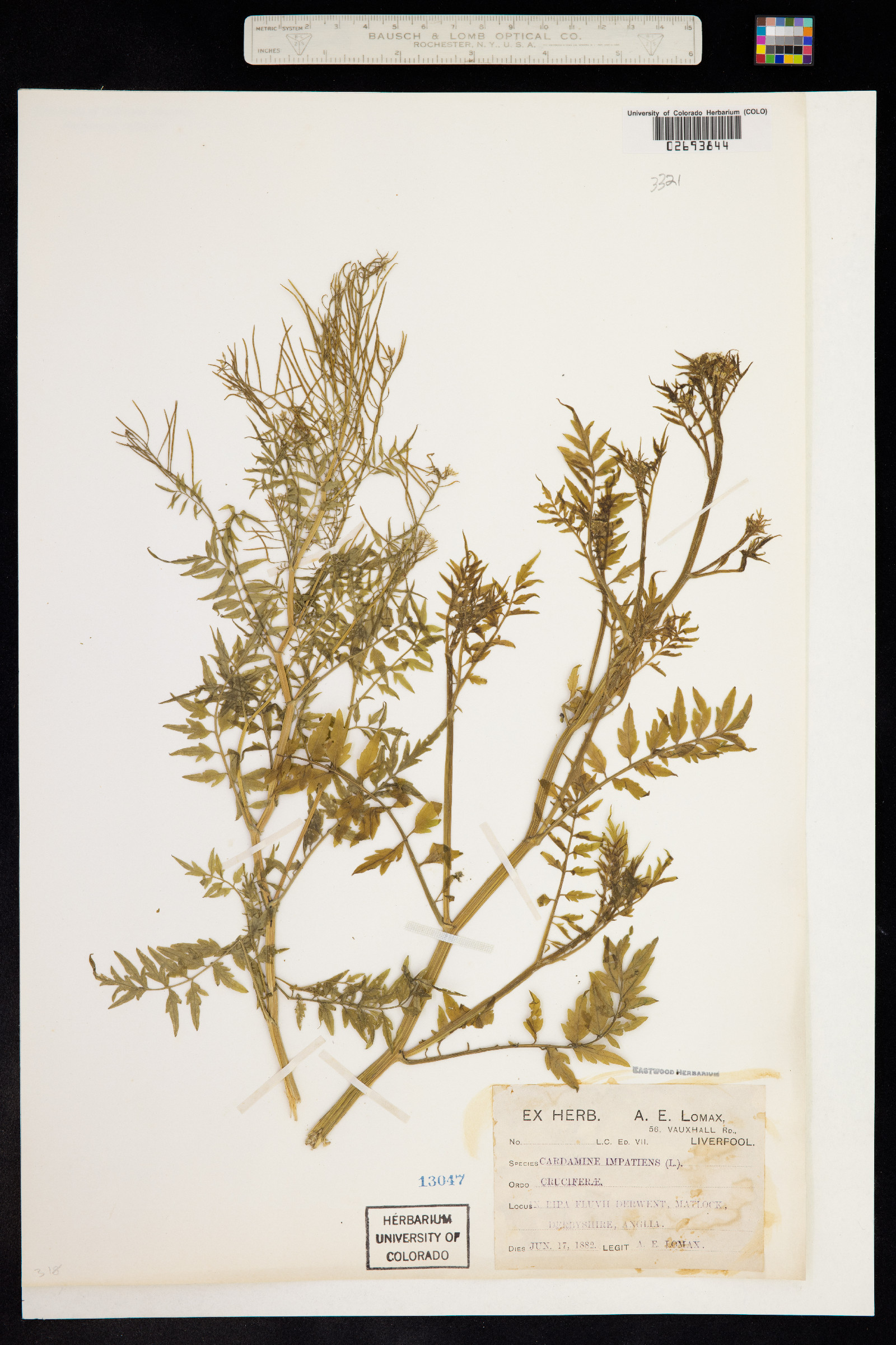 Cardamine impatiens image