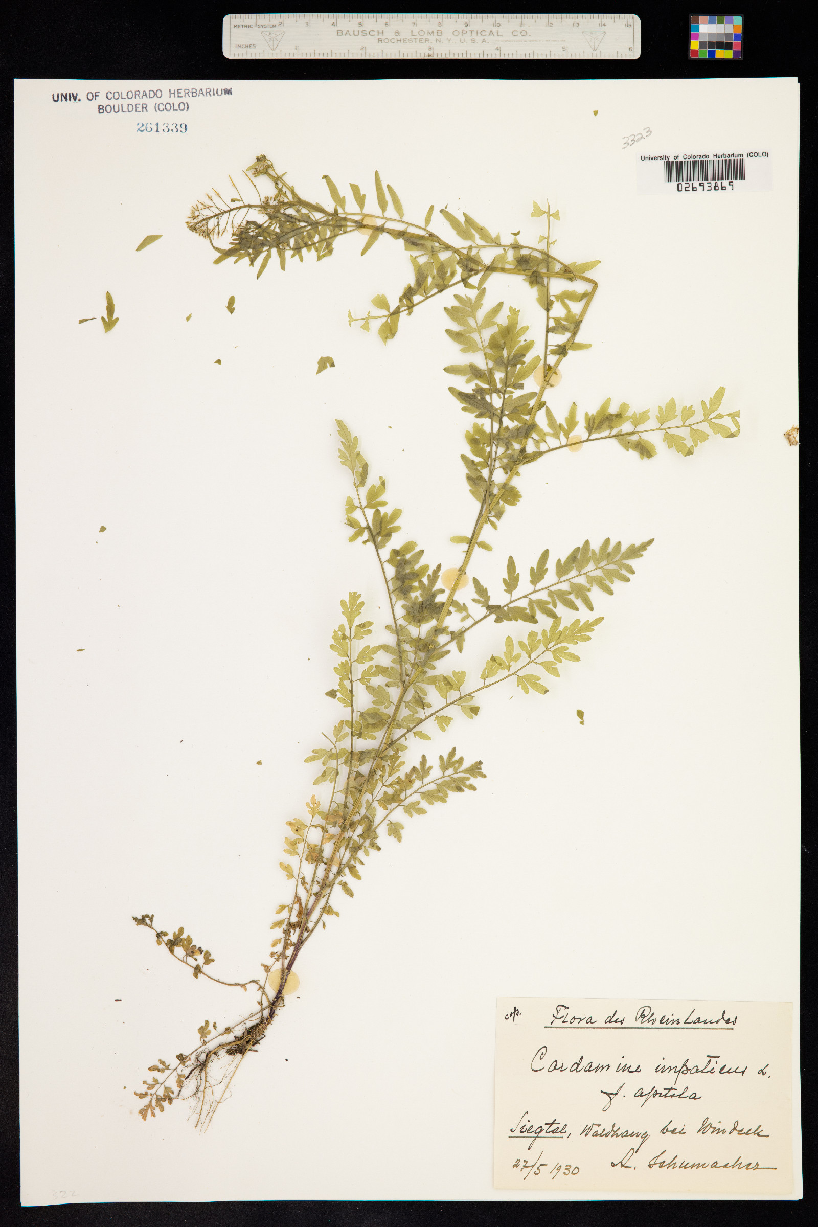 Cardamine impatiens image