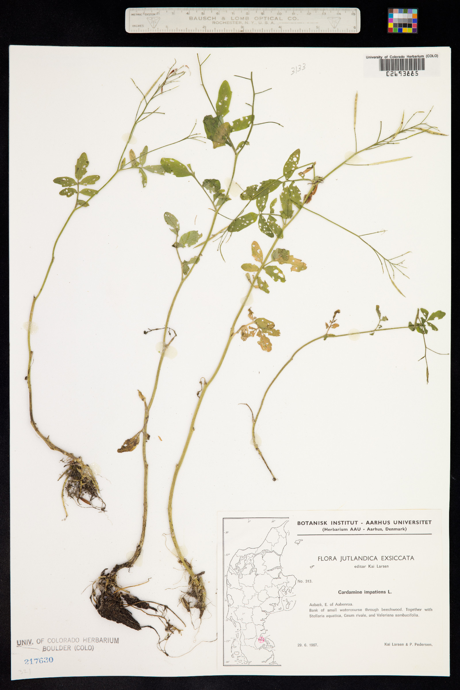 Cardamine impatiens image
