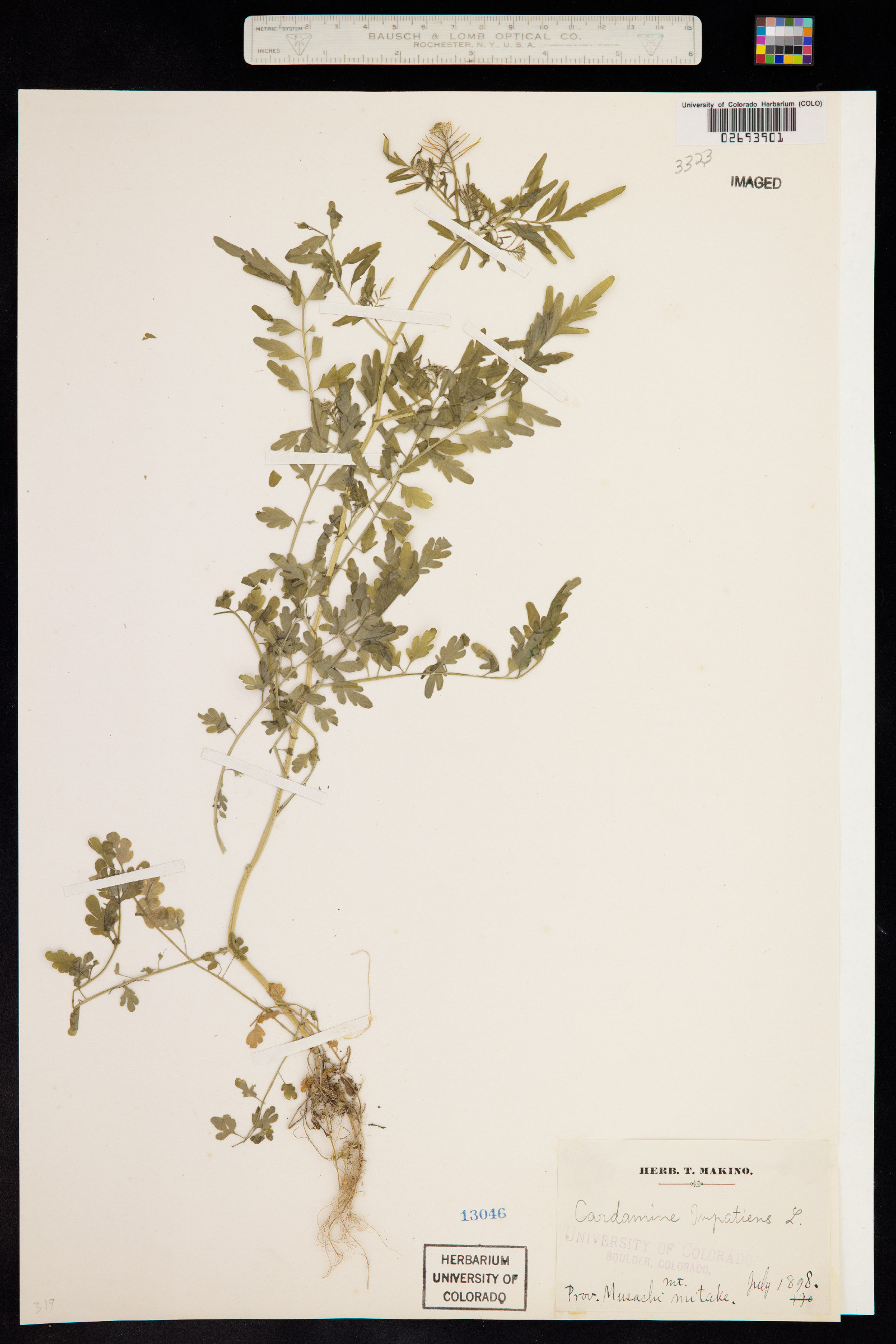 Cardamine impatiens image