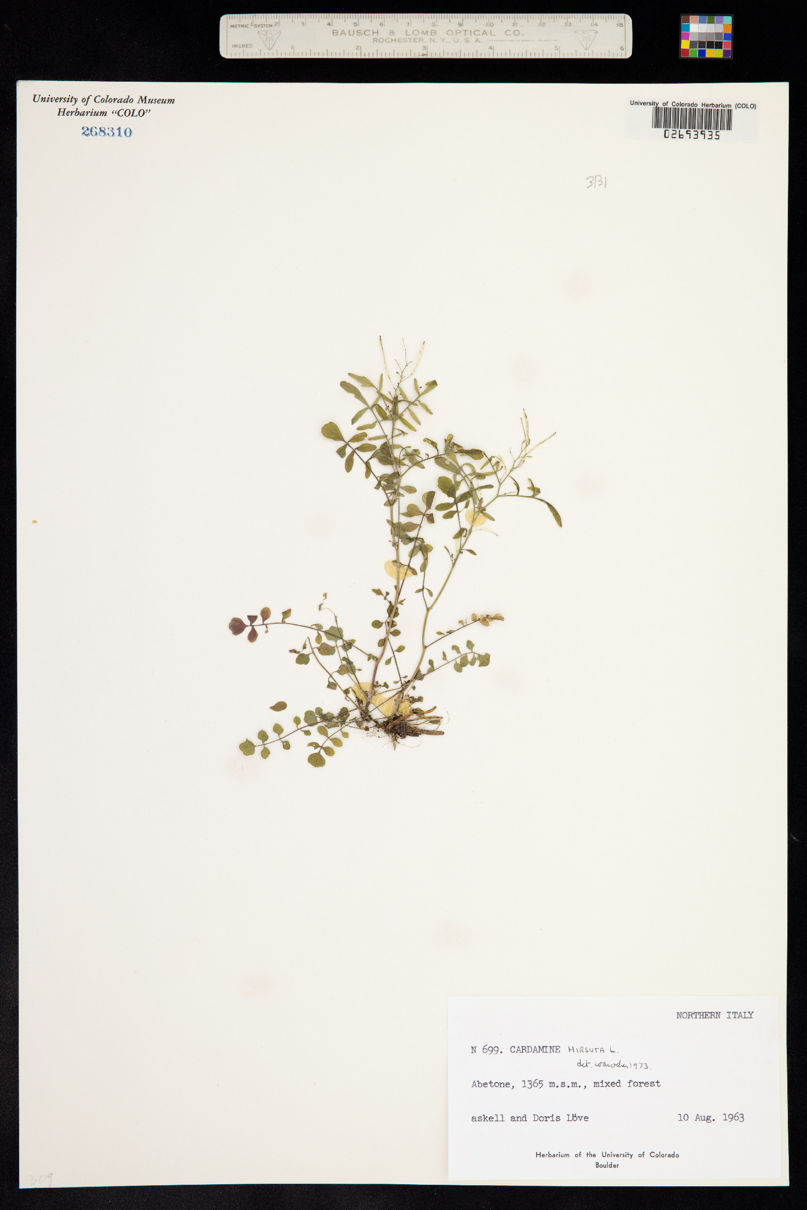 Cardamine hirsuta image