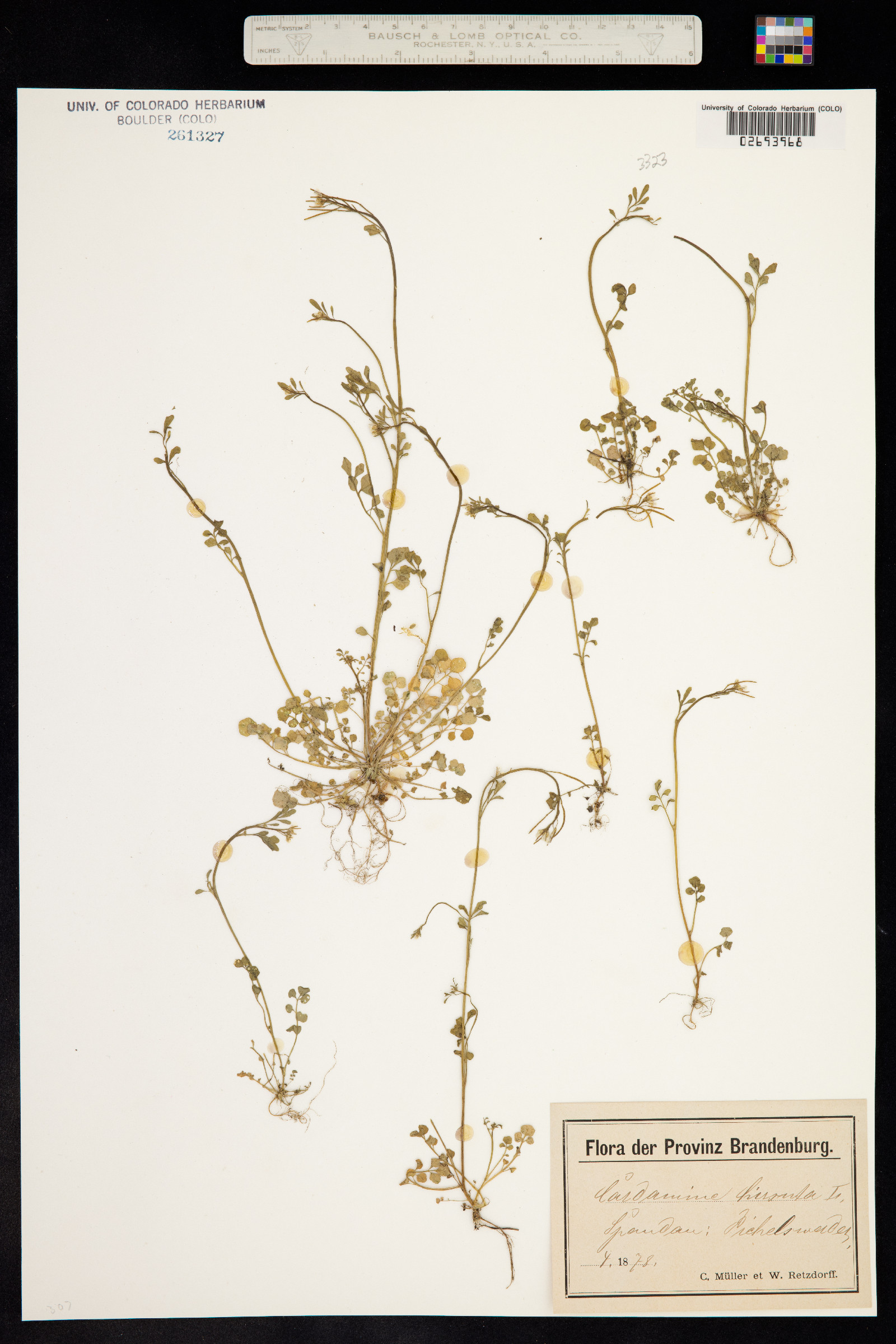 Cardamine hirsuta image