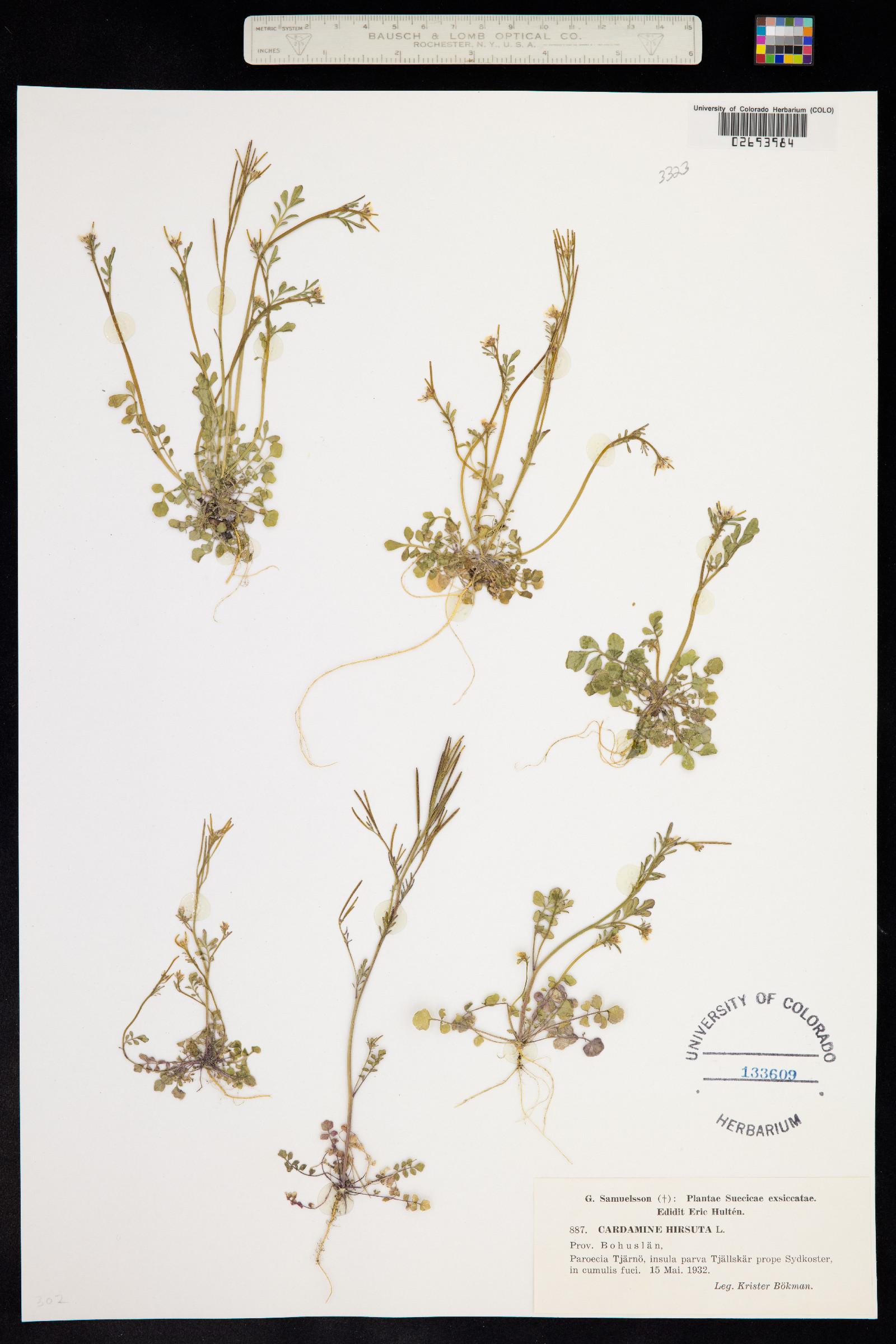 Cardamine hirsuta image
