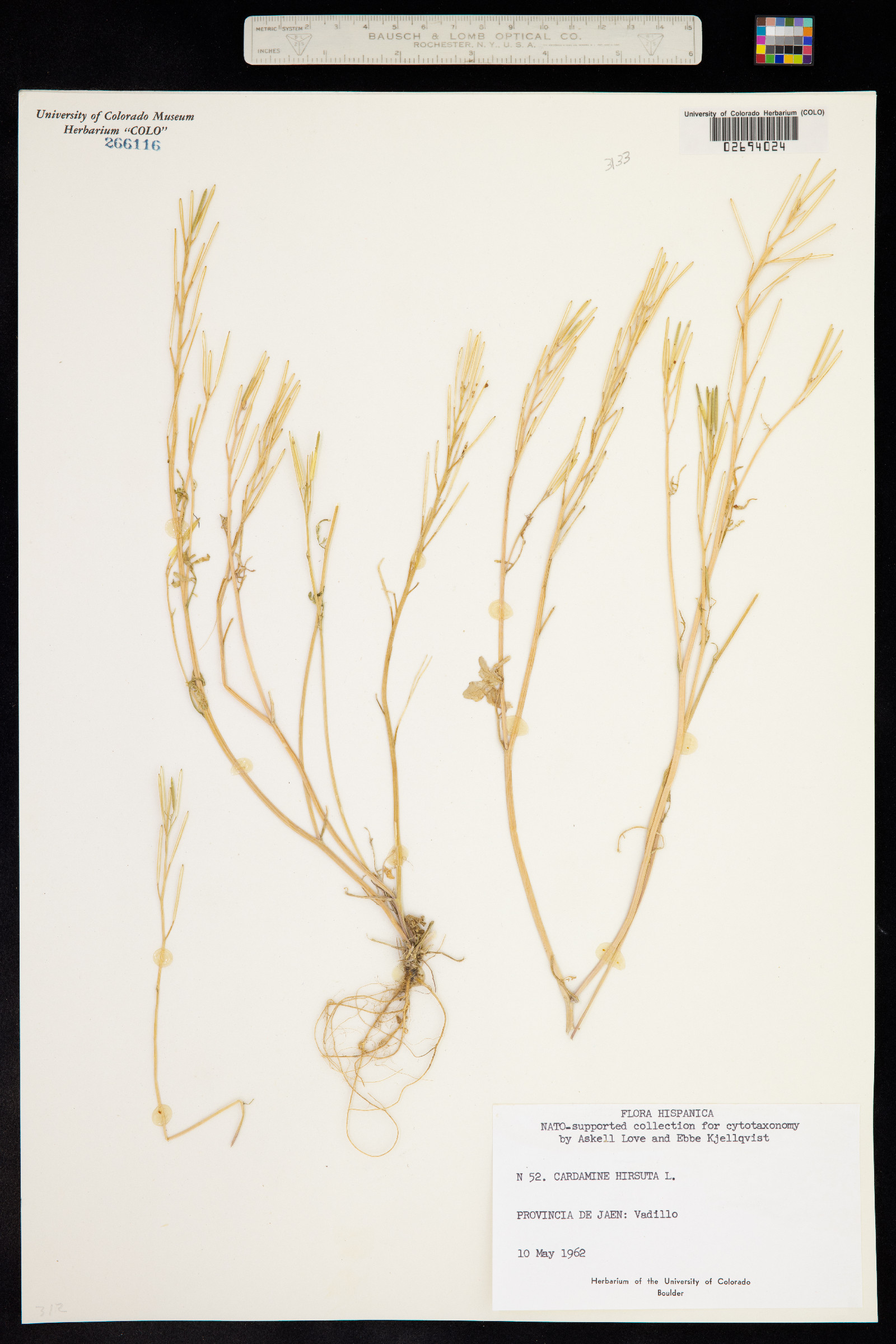 Cardamine hirsuta image