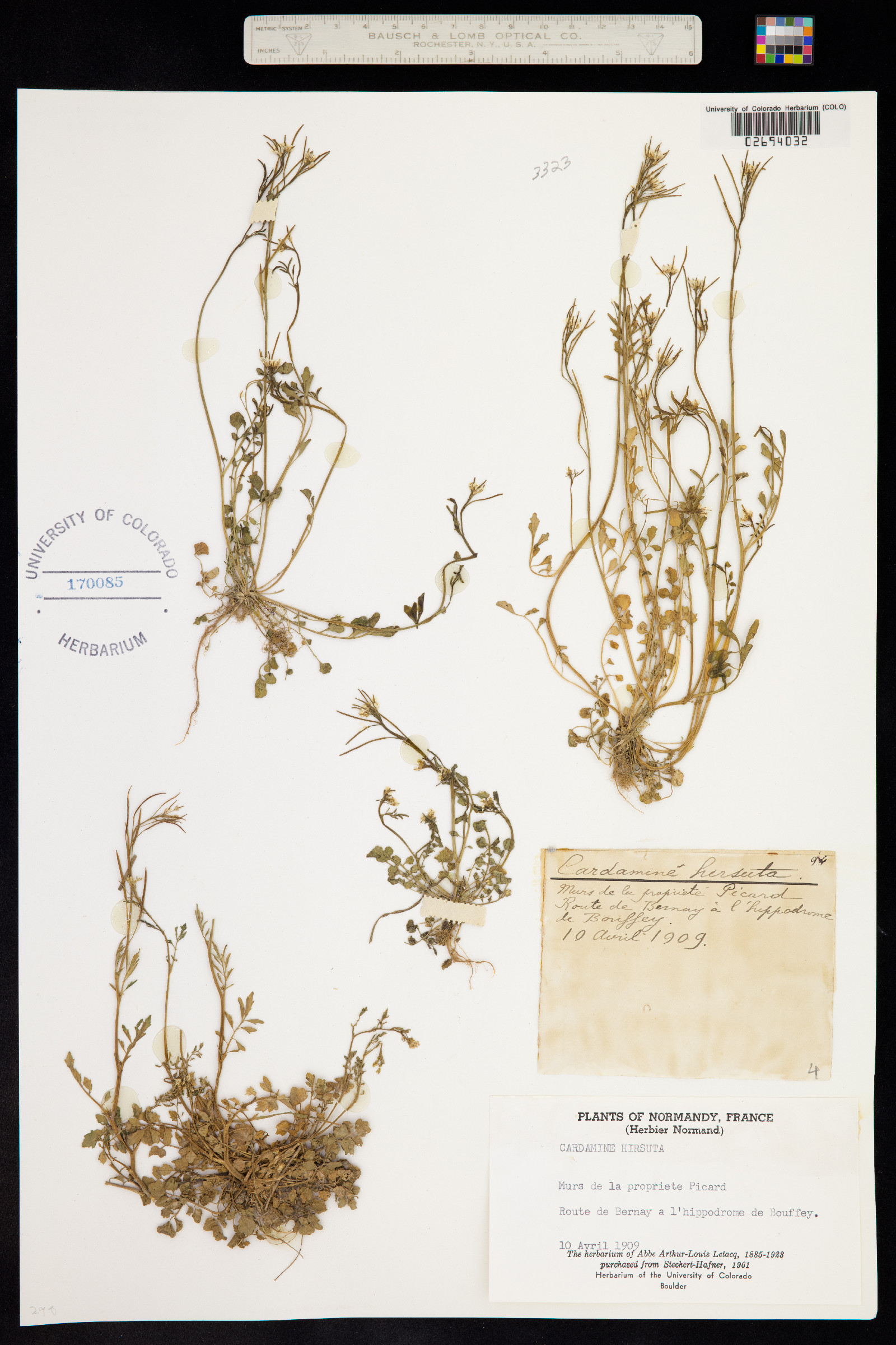 Cardamine hirsuta image