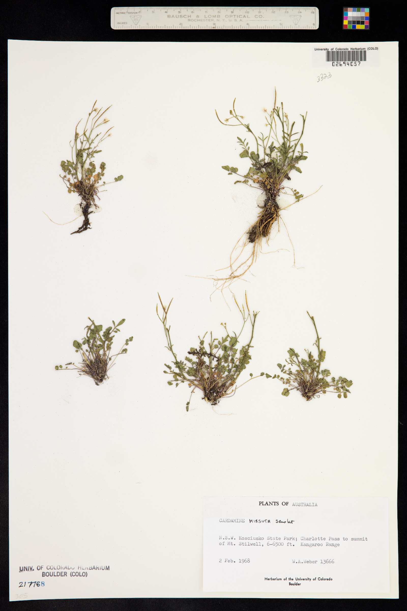 Cardamine hirsuta image