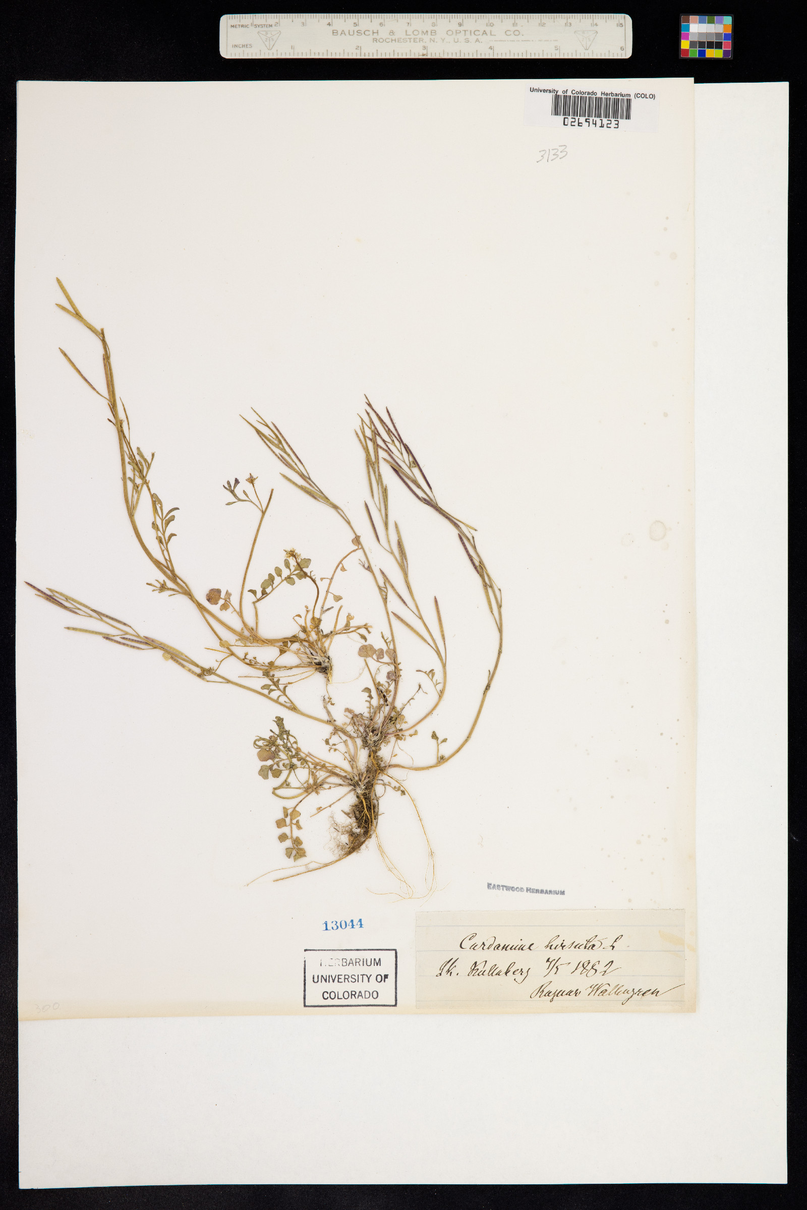 Cardamine hirsuta image