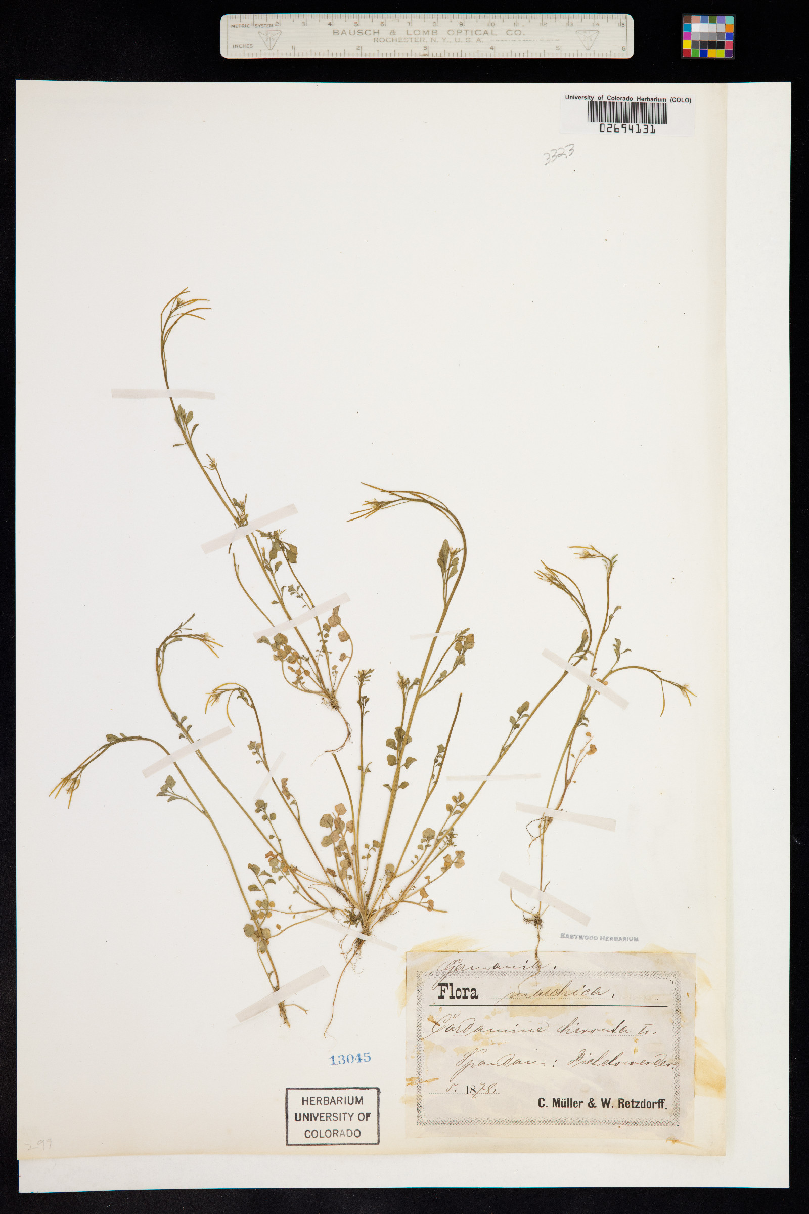 Cardamine hirsuta image