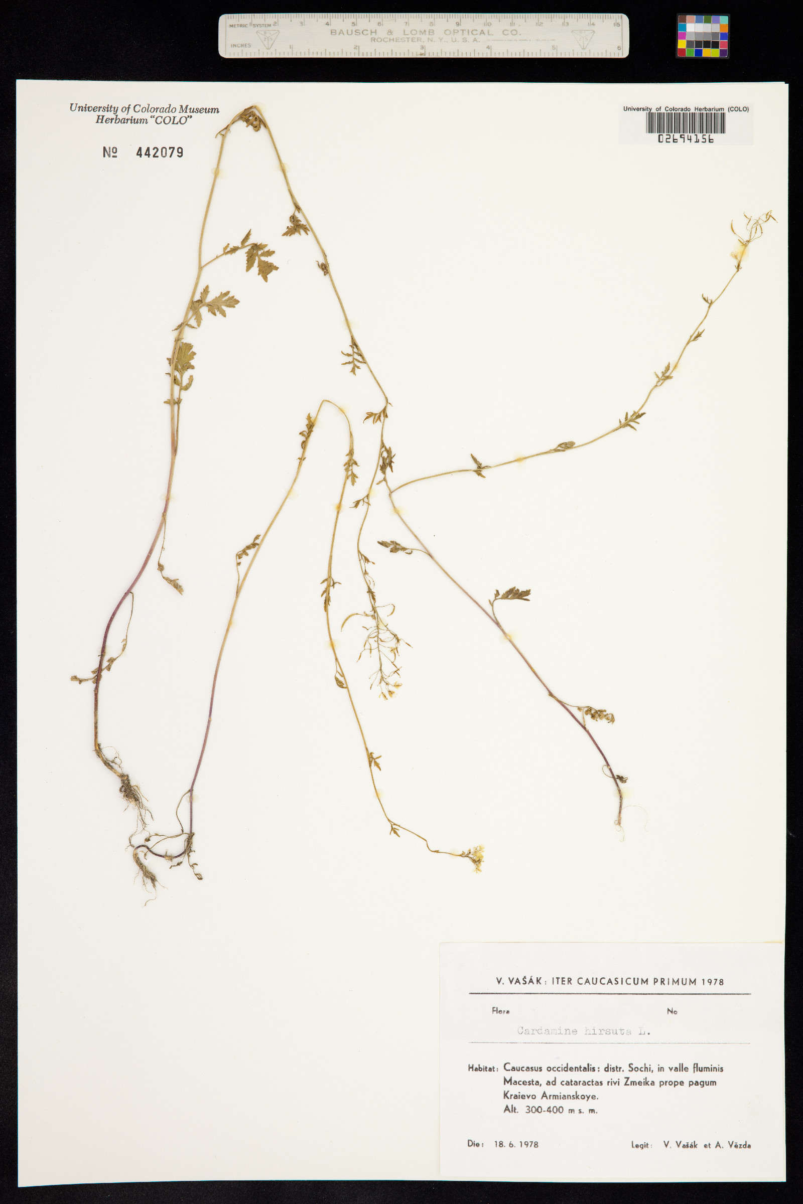 Cardamine hirsuta image