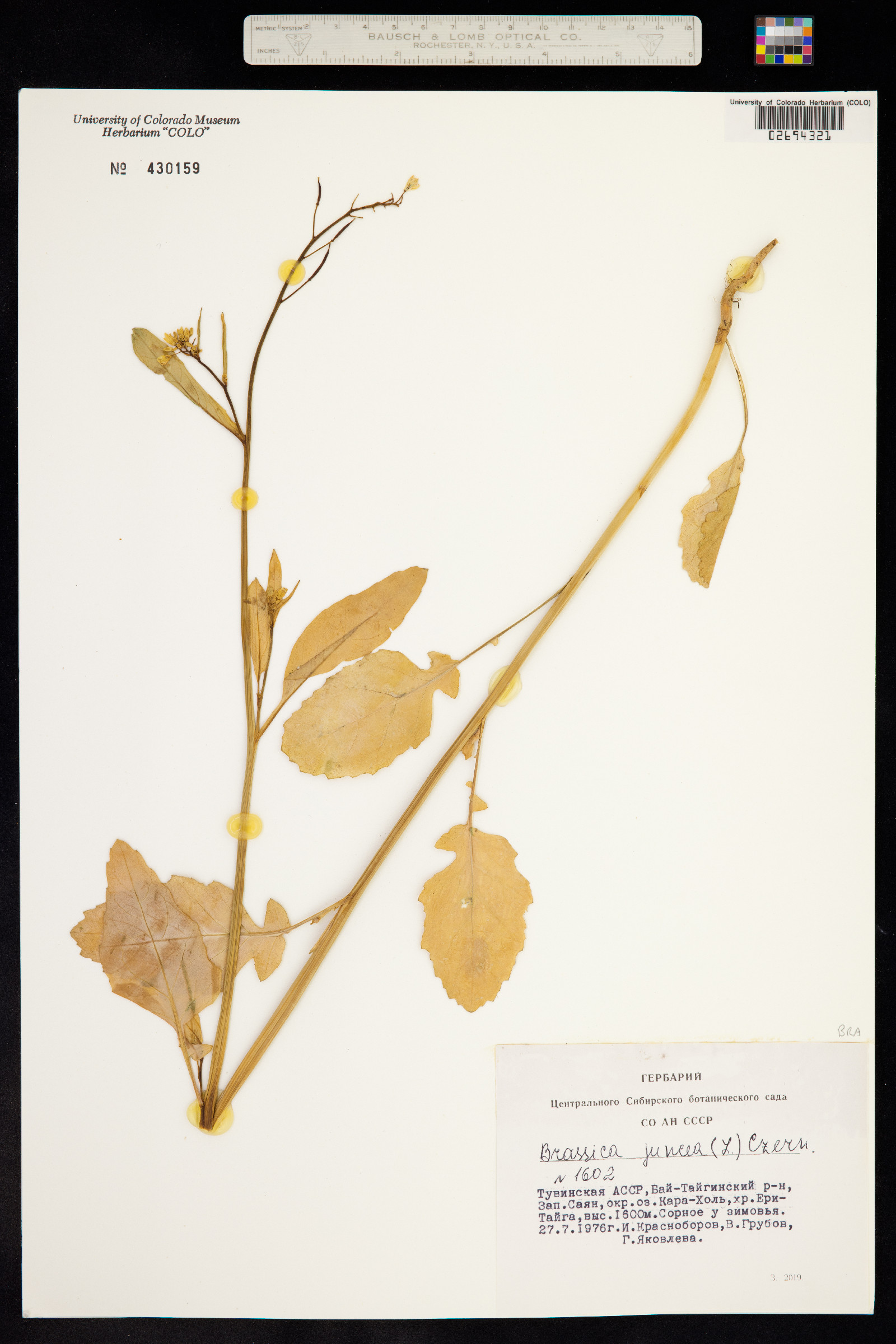 Brassica juncea image