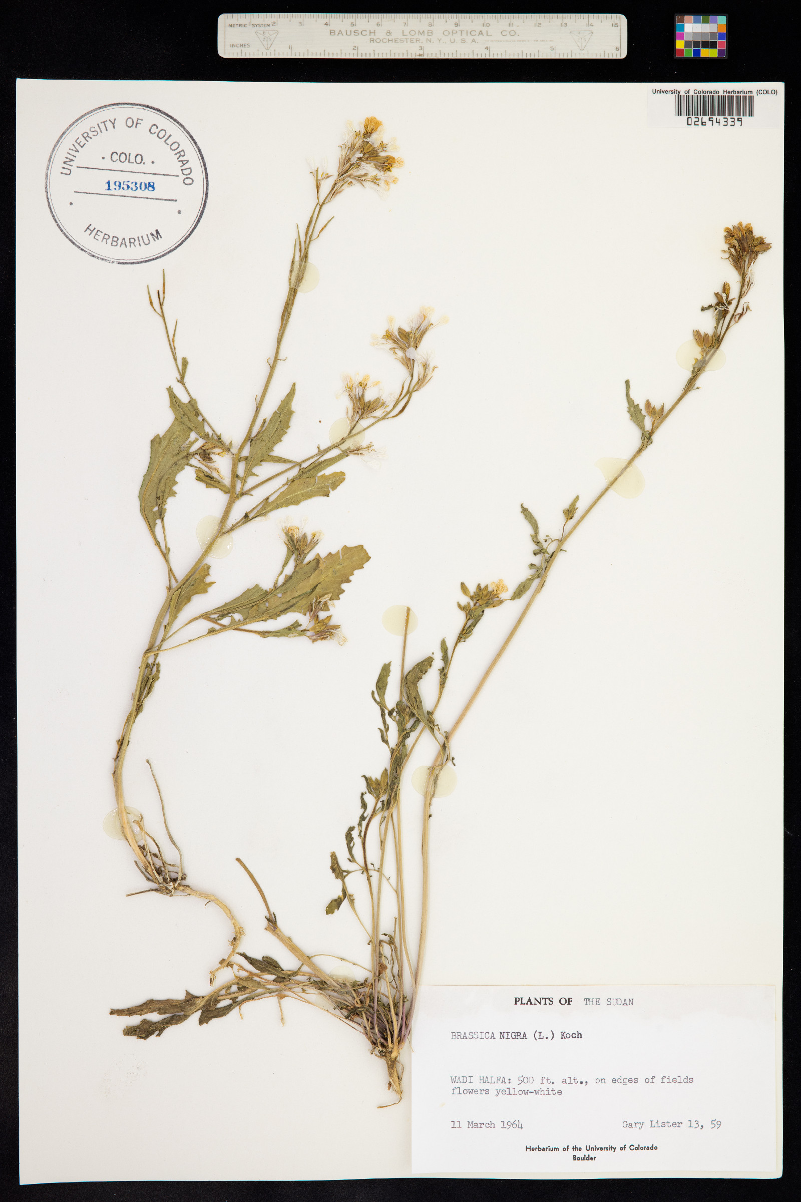 Brassica juncea image