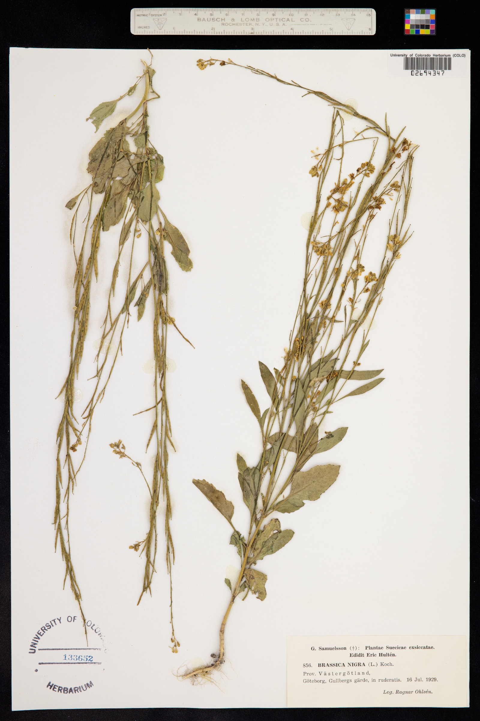 Brassica juncea image