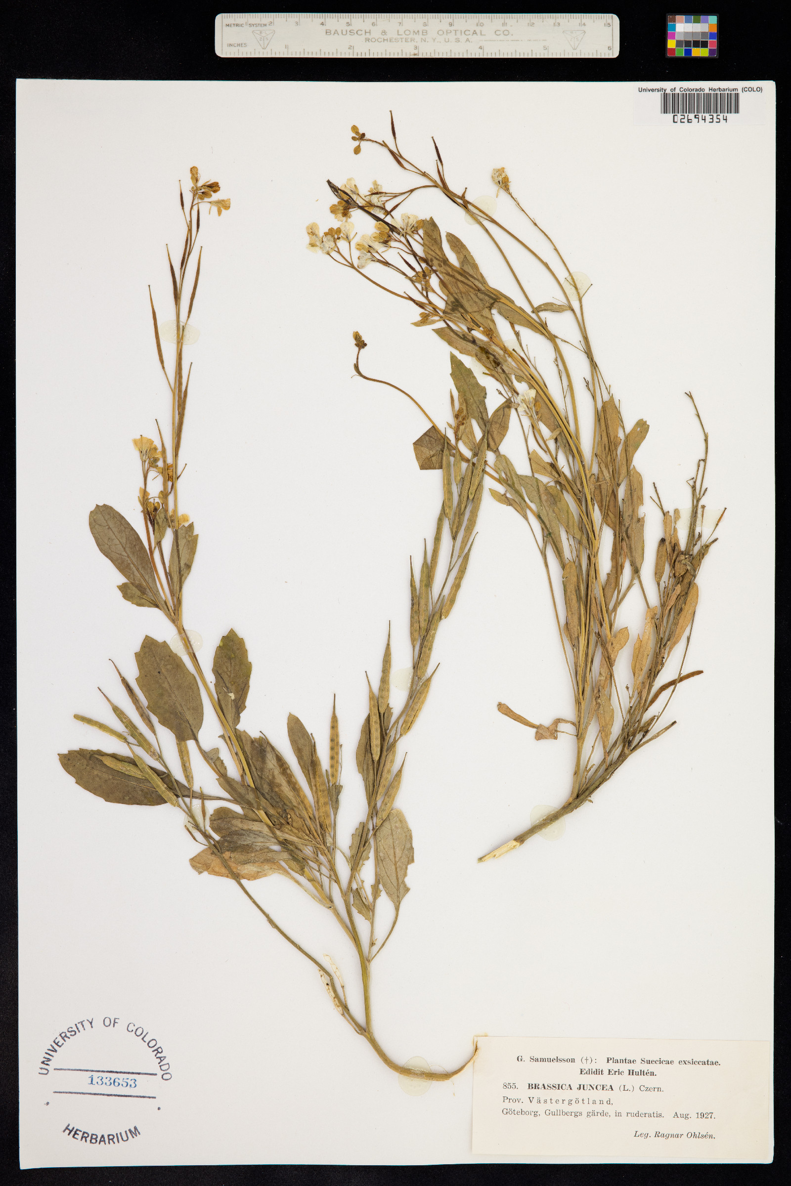 Brassica juncea image