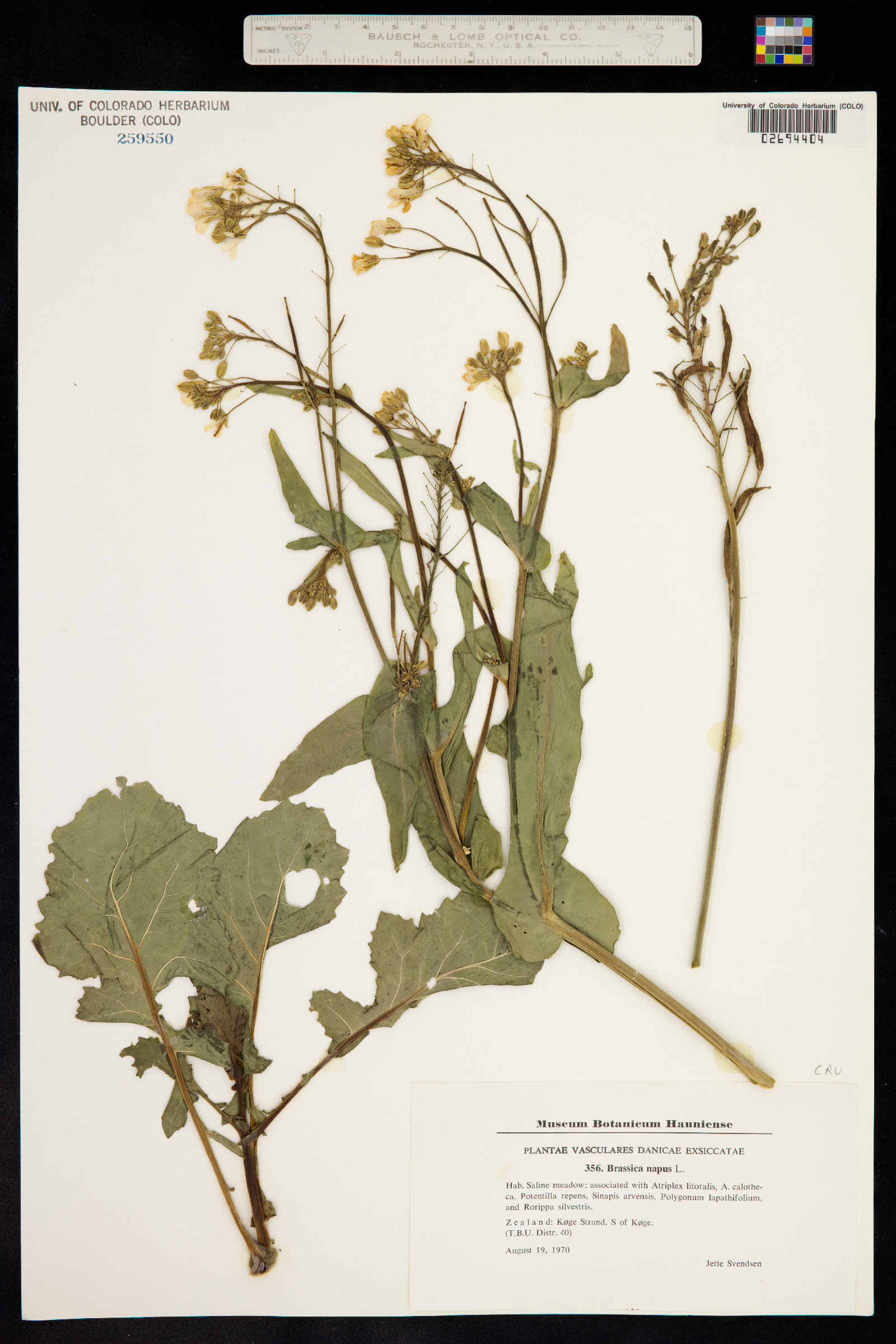 Brassica napus image