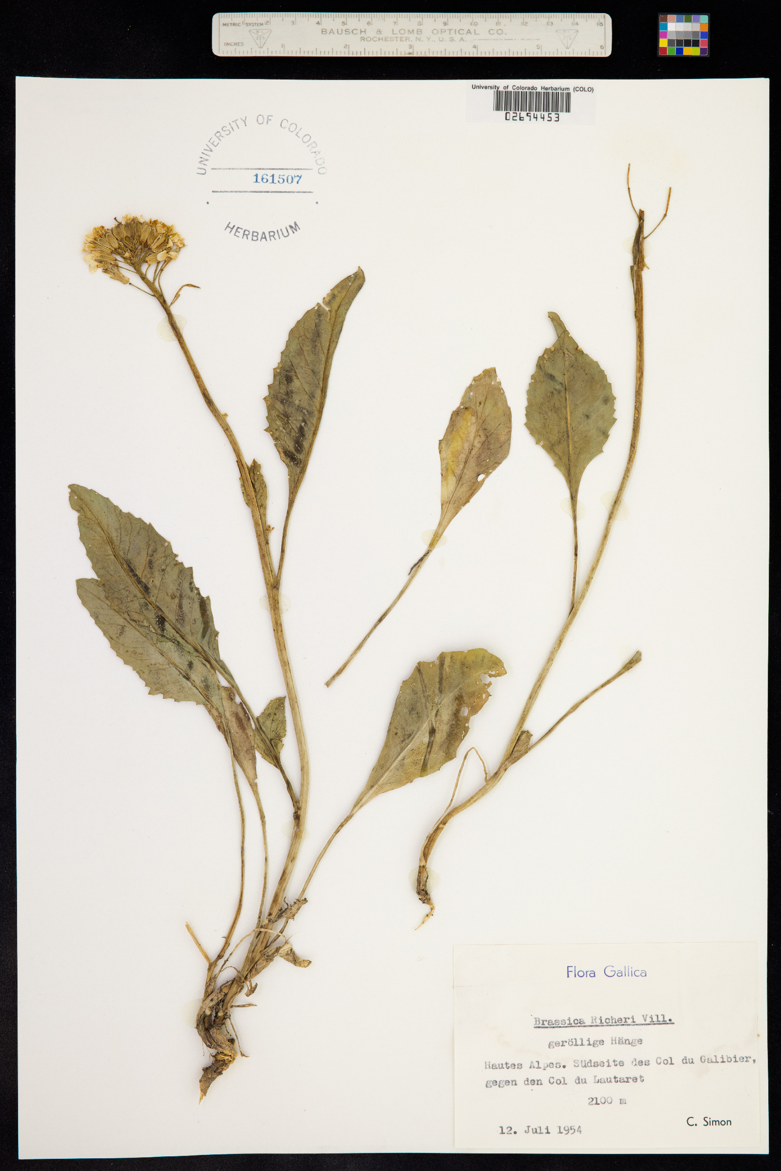 Coincya richeri image