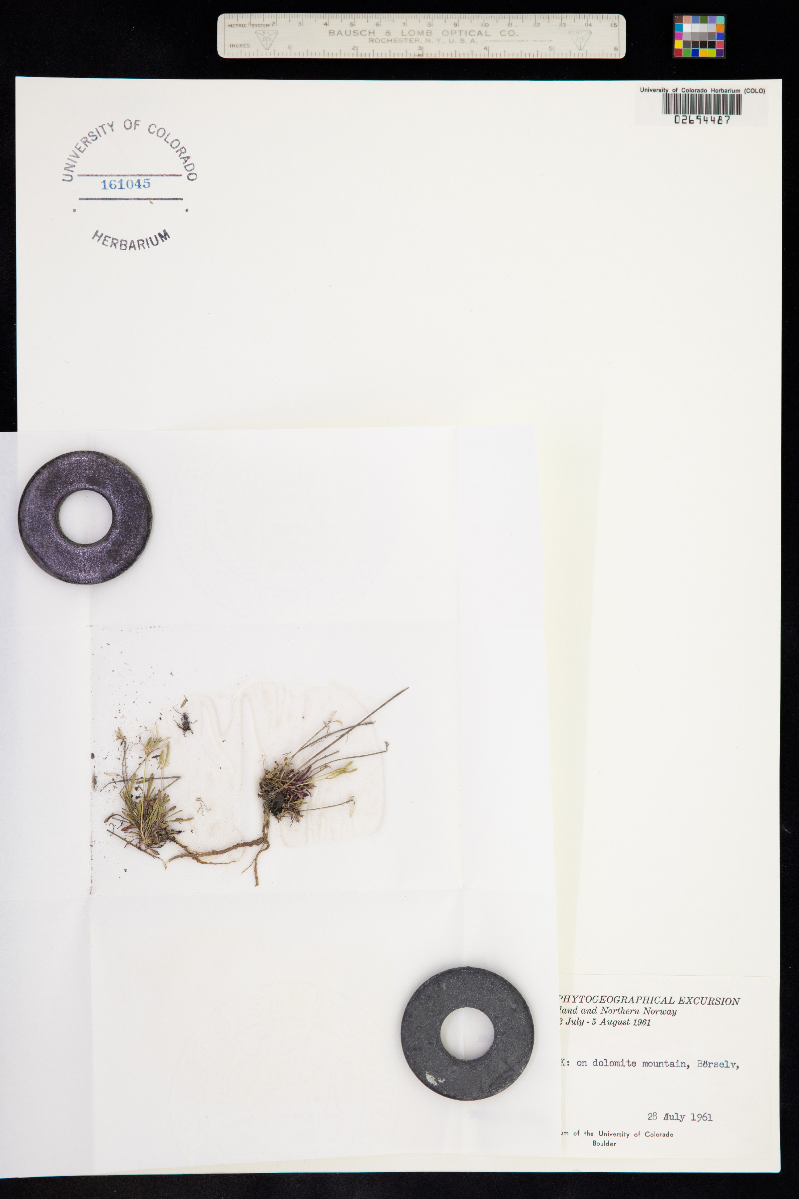 Braya linearis image