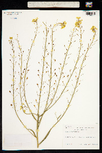 Image of Bunias orientalis