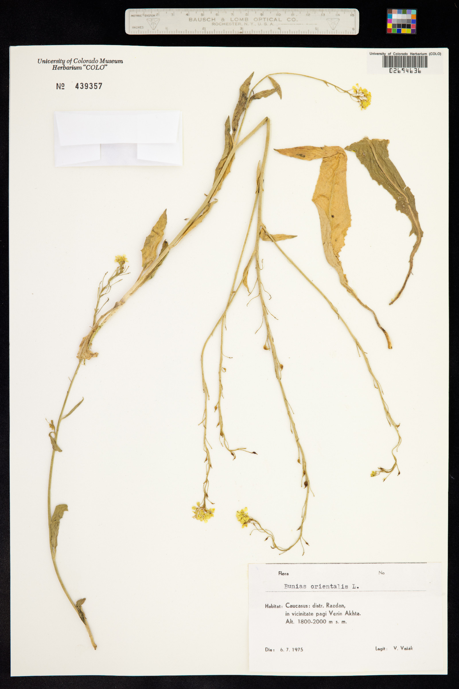 Bunias orientalis image
