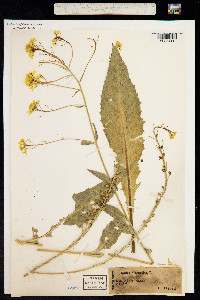 Bunias orientalis image