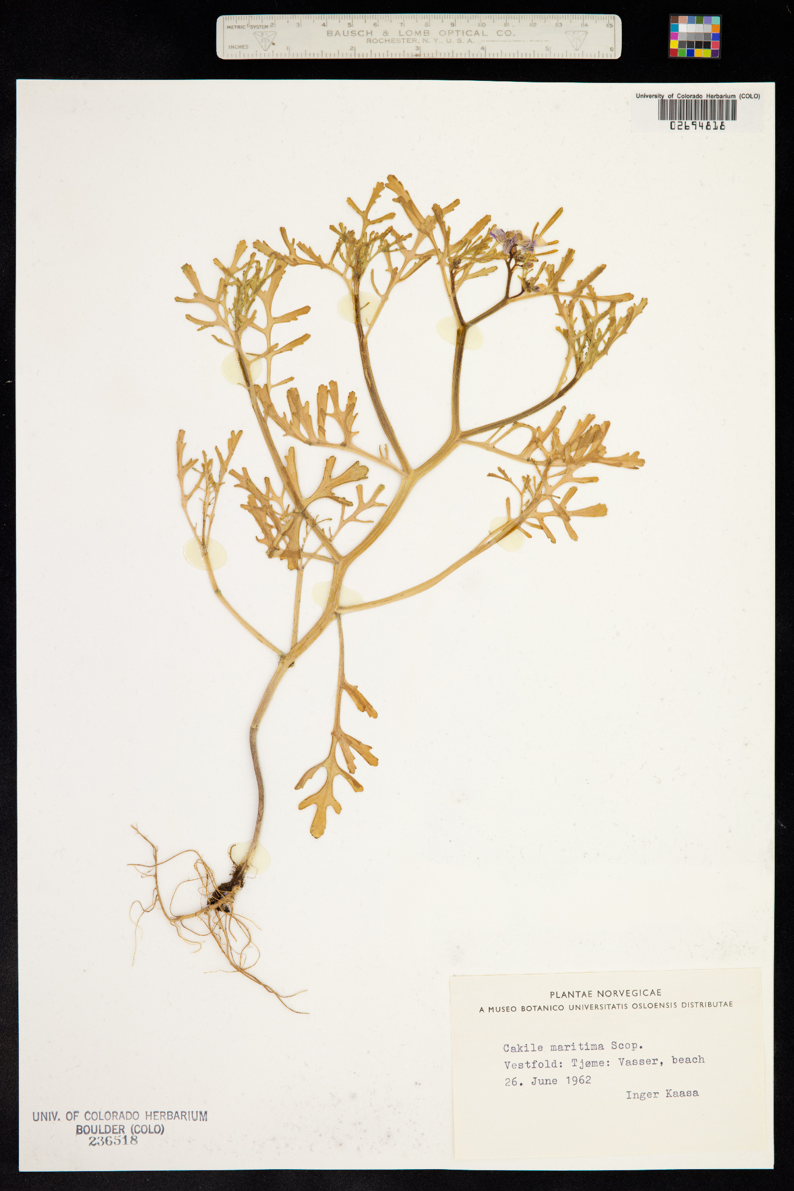 Cakile maritima image