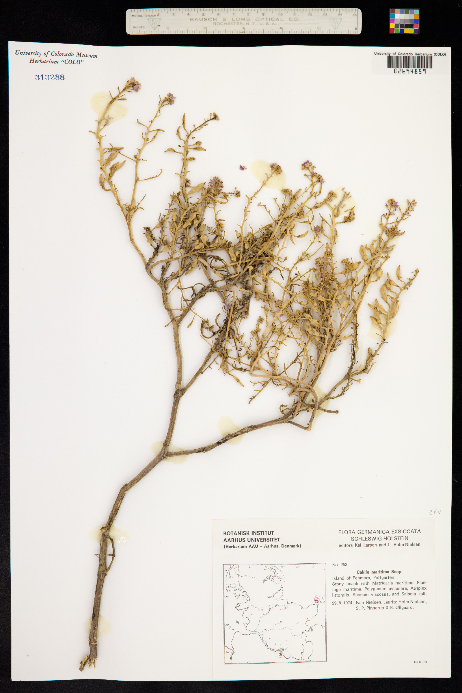 Cakile maritima image