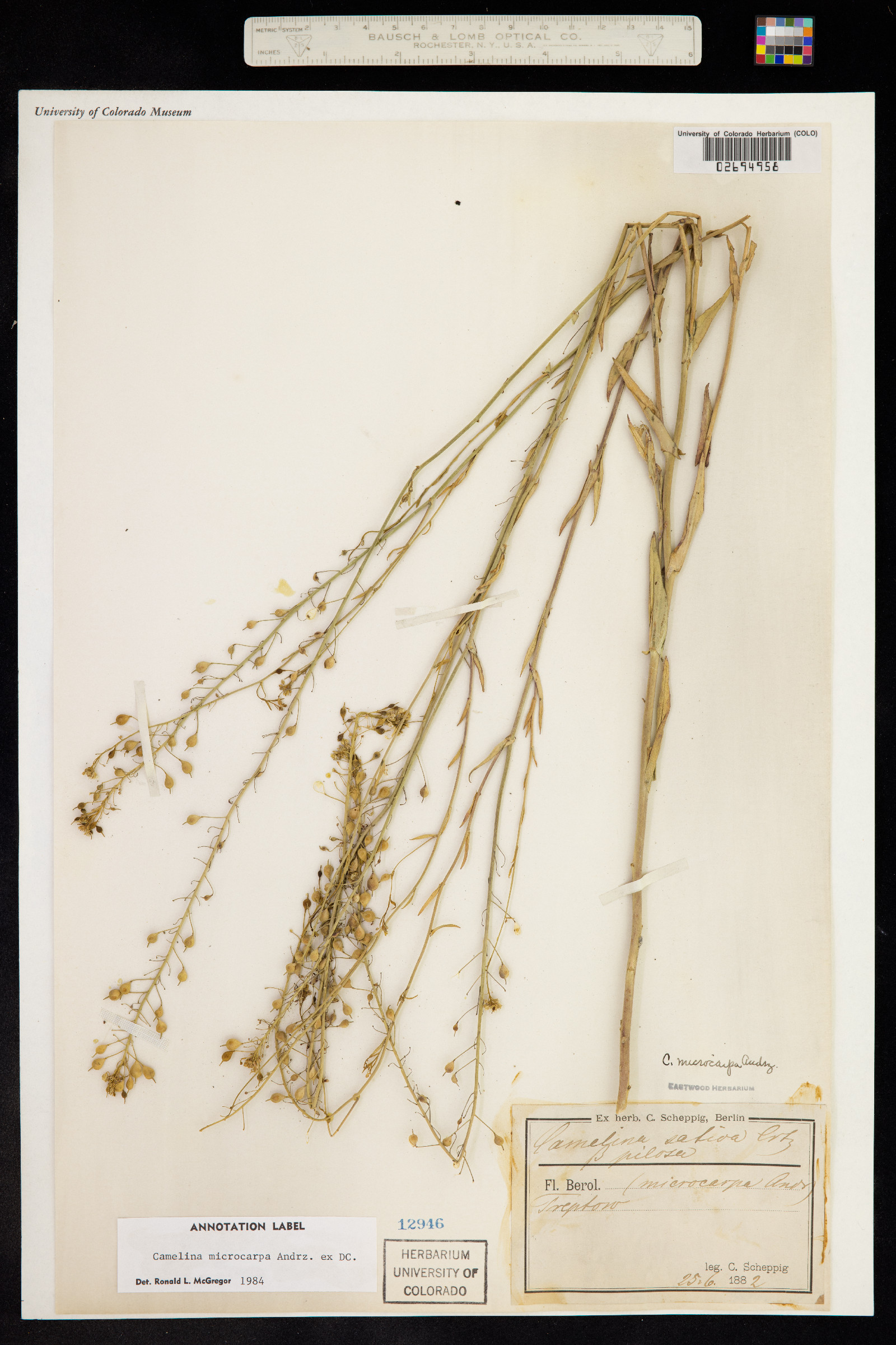 Camelina microcarpa image