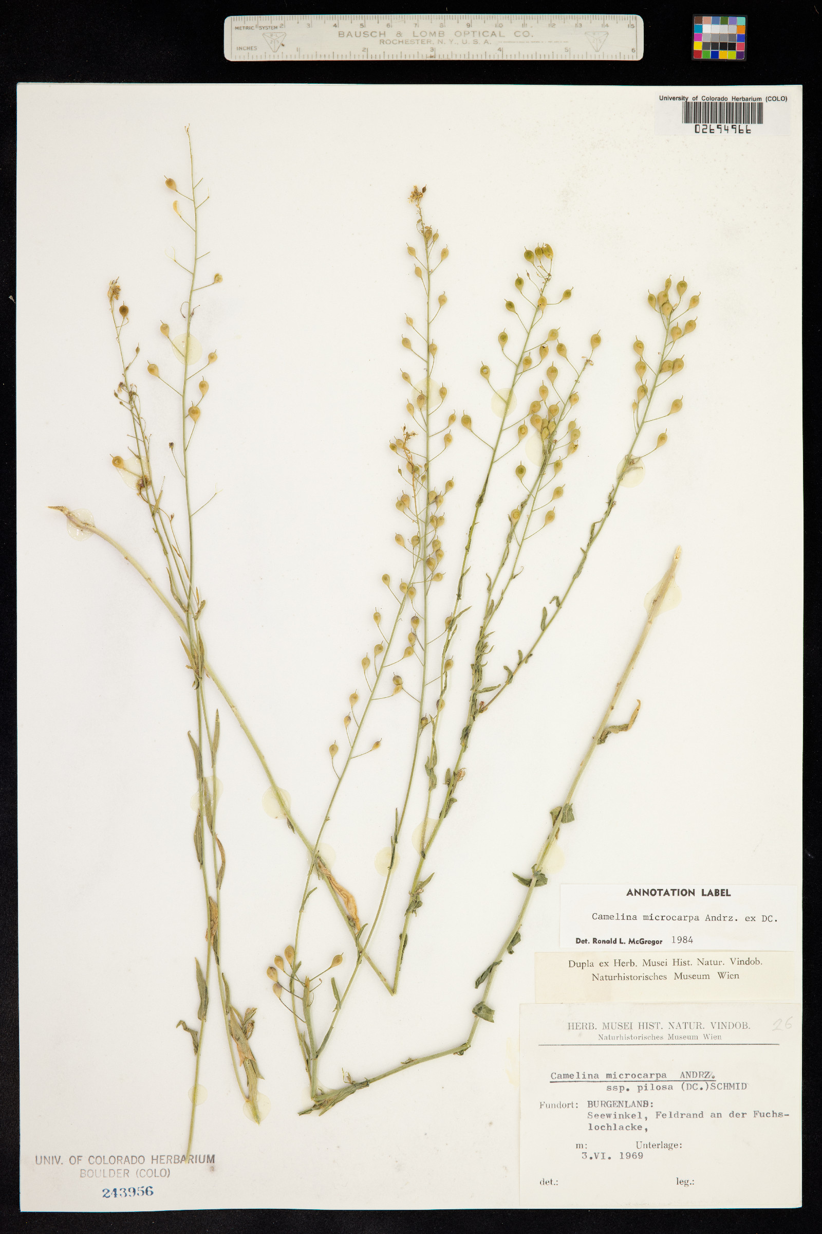 Camelina microcarpa image