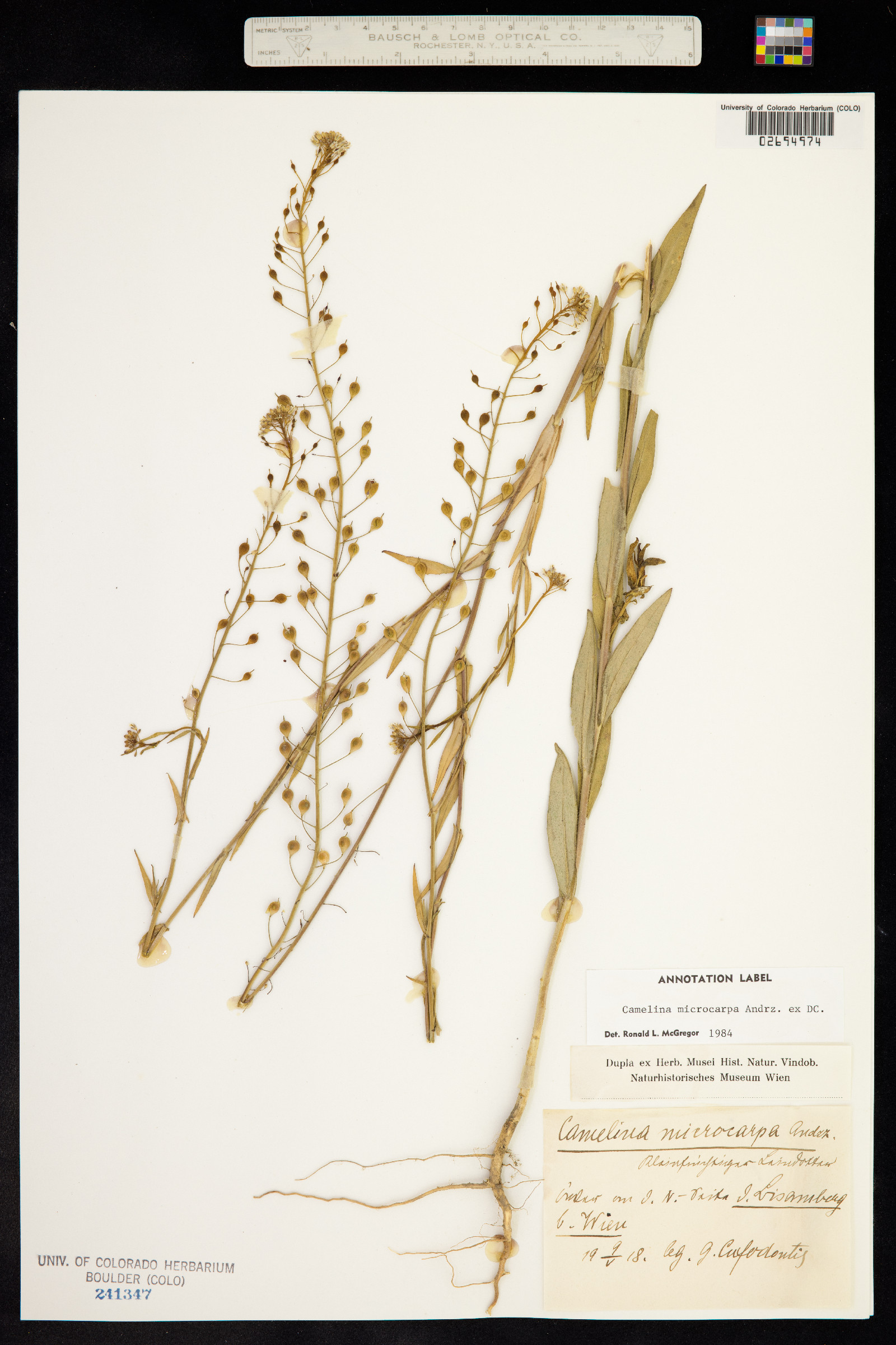 Camelina microcarpa image