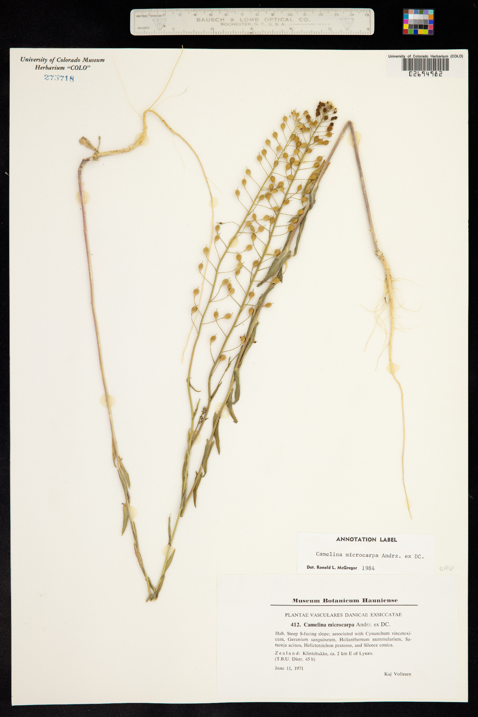 Camelina microcarpa image