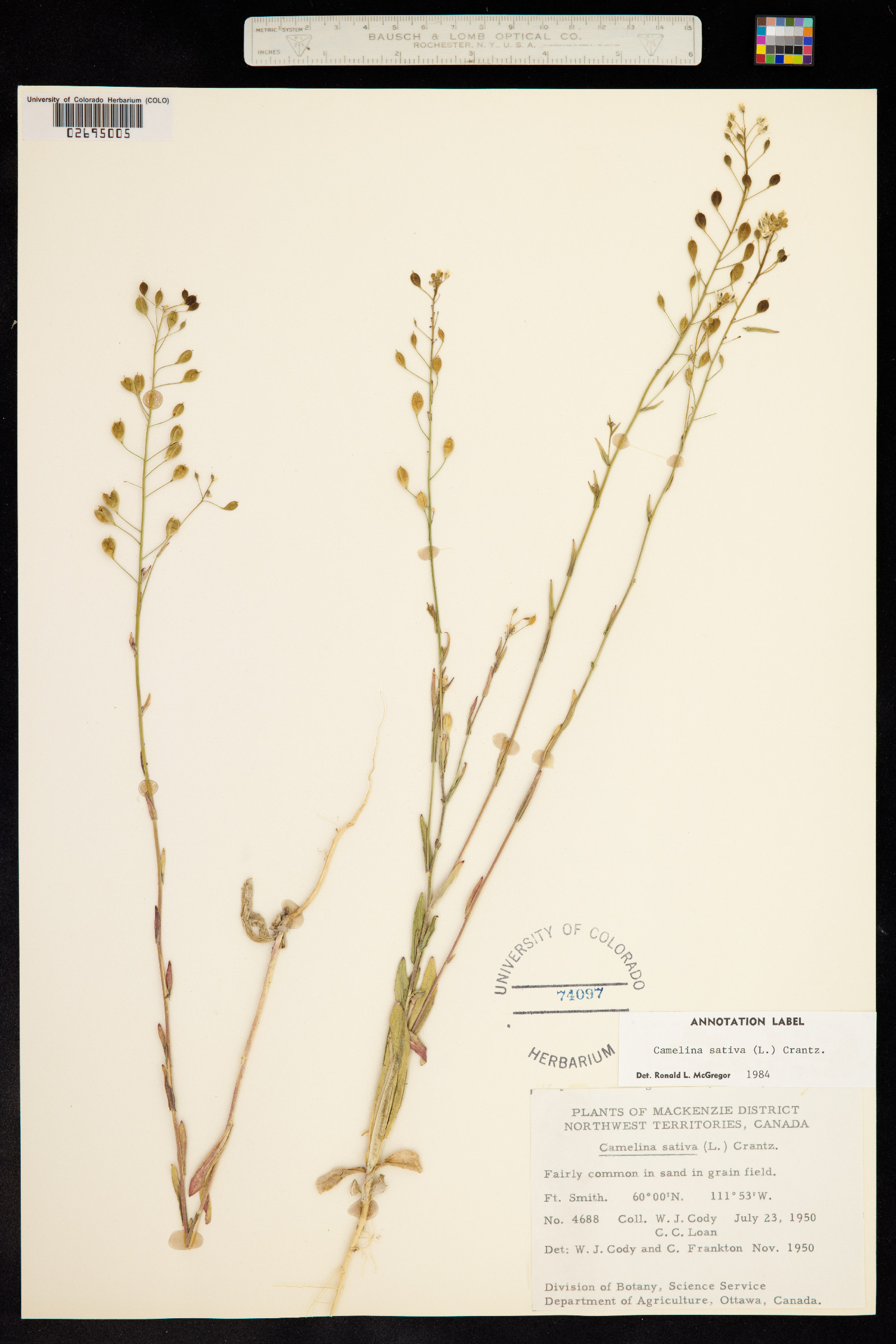 Camelina sativa image