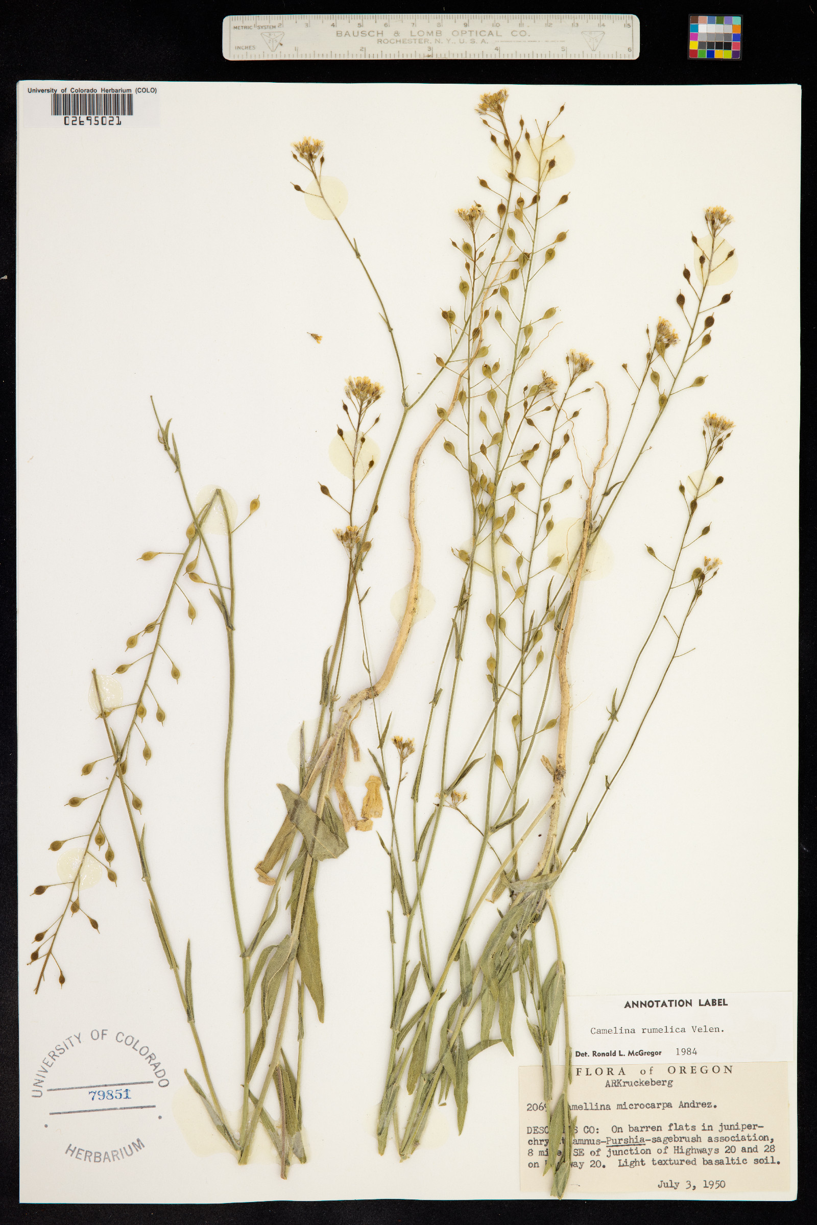 Camelina rumelica image