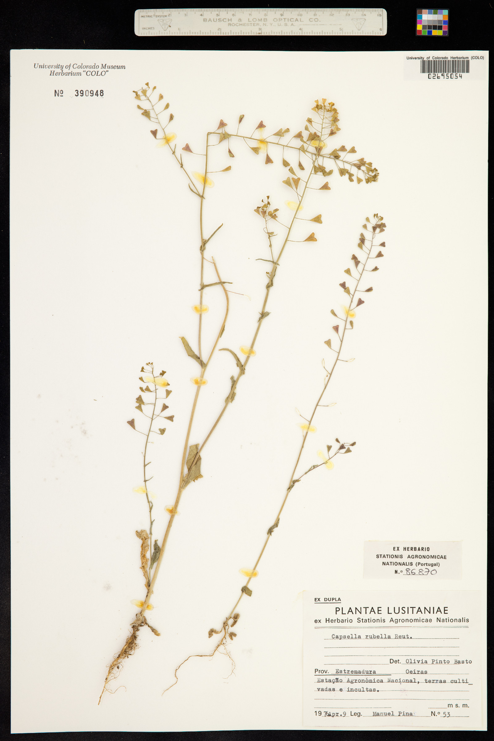 Capsella bursa-pastoris image