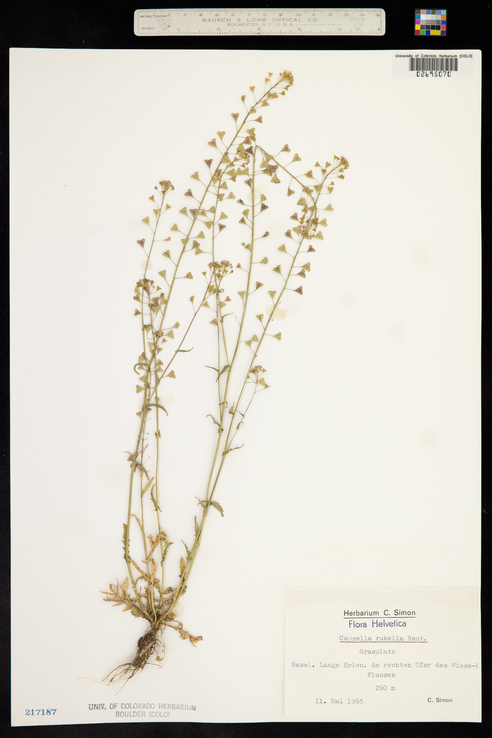 Capsella bursa-pastoris image