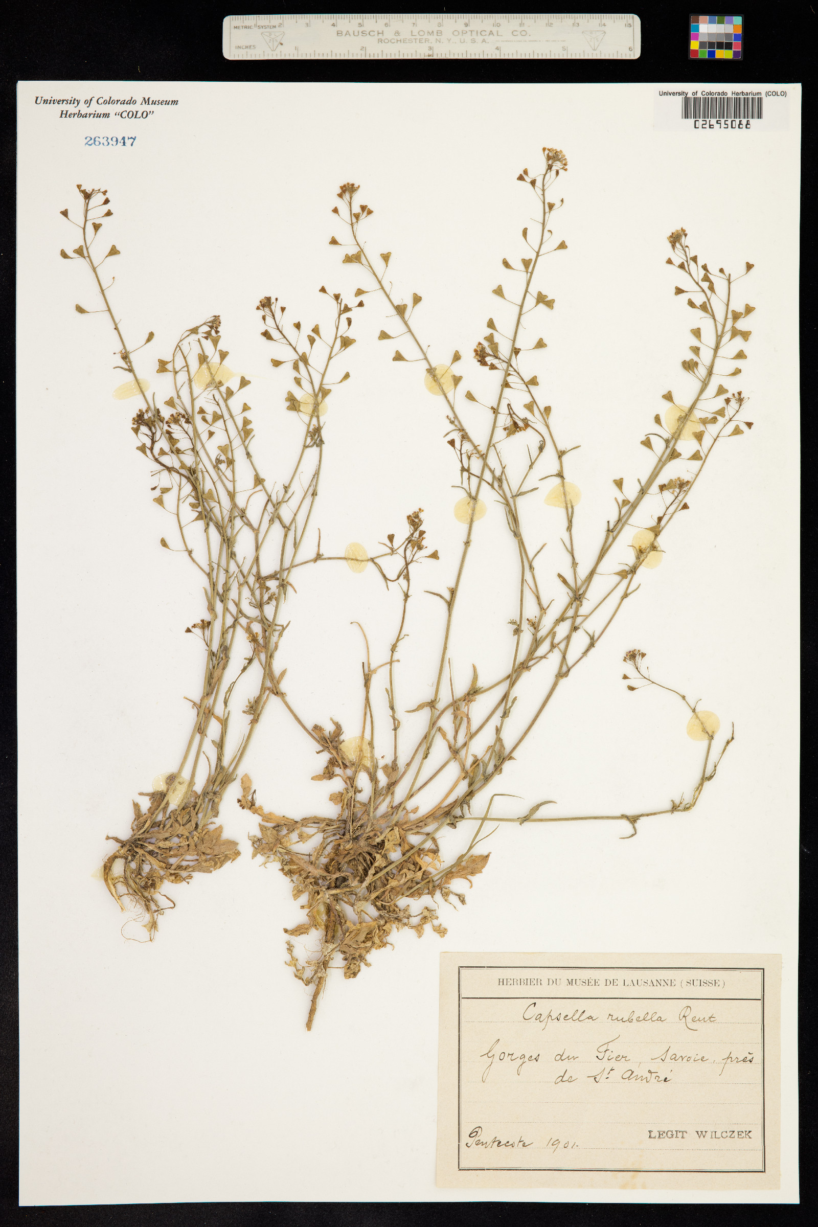 Capsella bursa-pastoris image