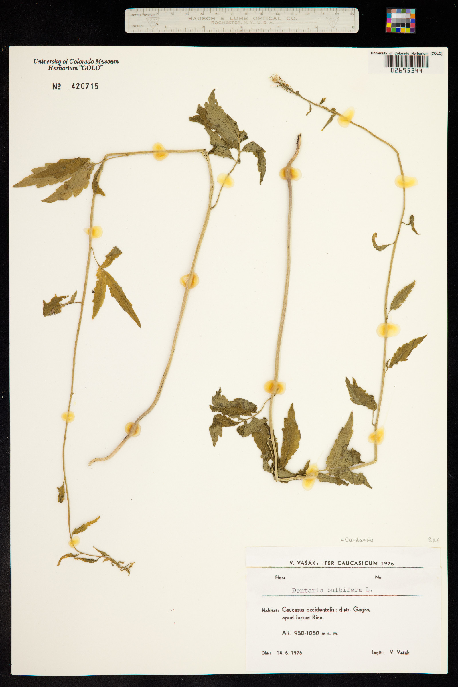 Cardamine bulbifera image