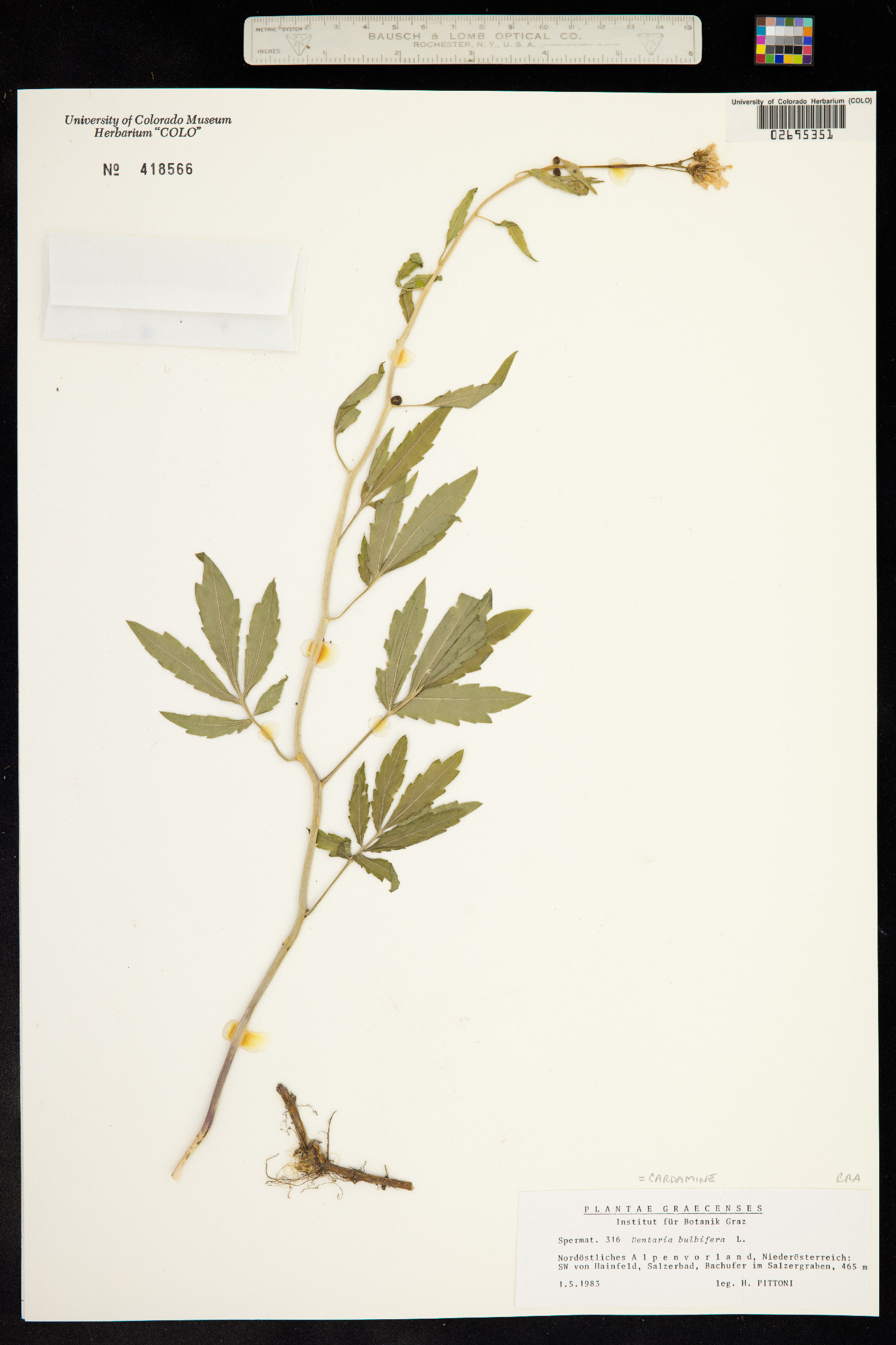 Cardamine bulbifera image