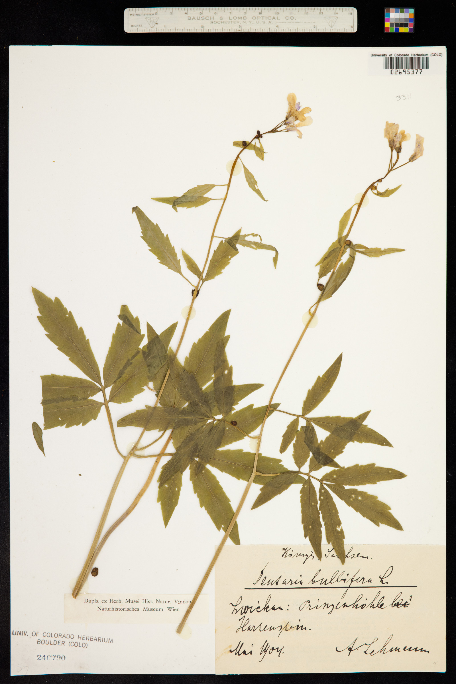 Cardamine bulbifera image