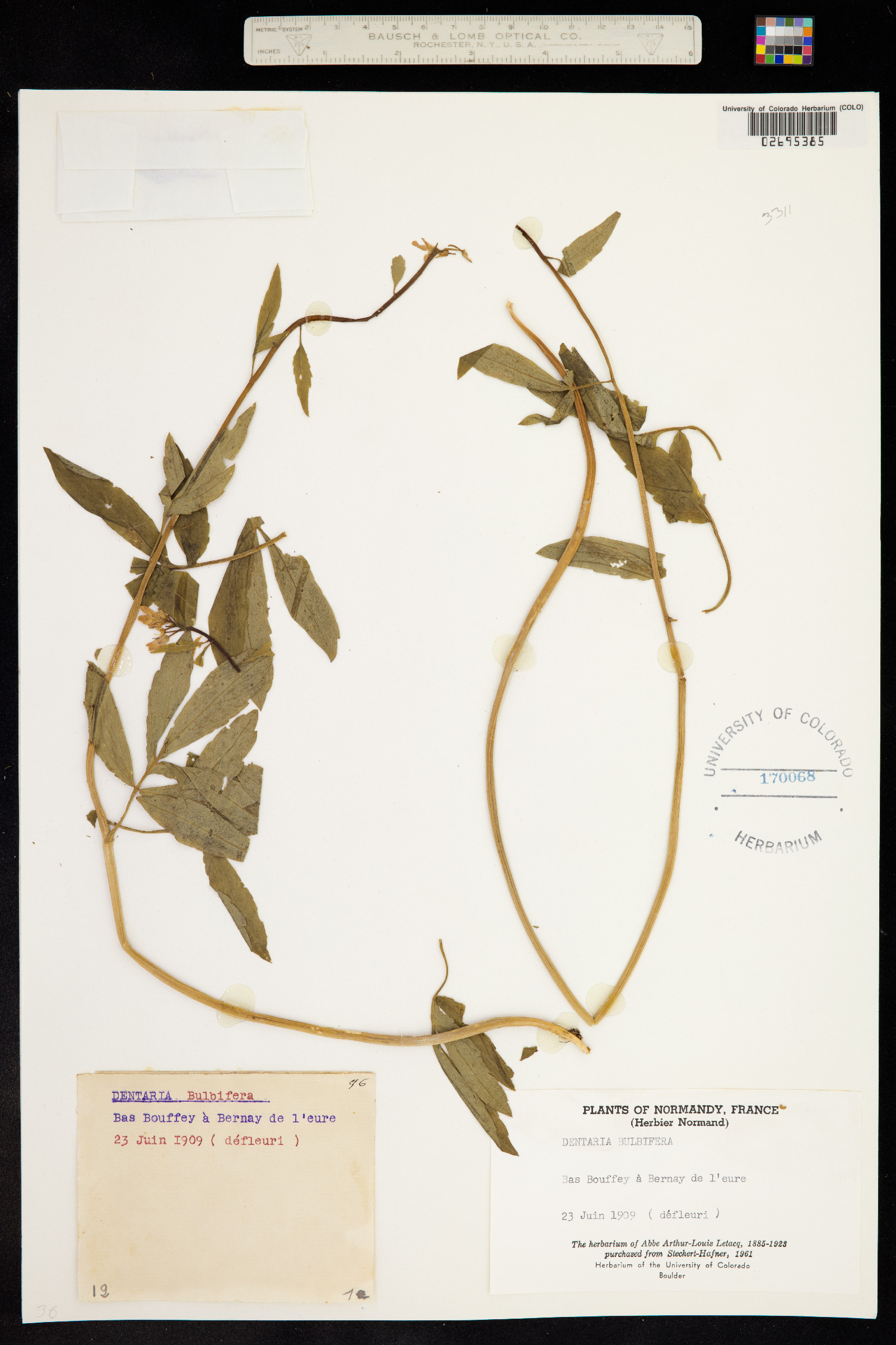 Cardamine bulbifera image