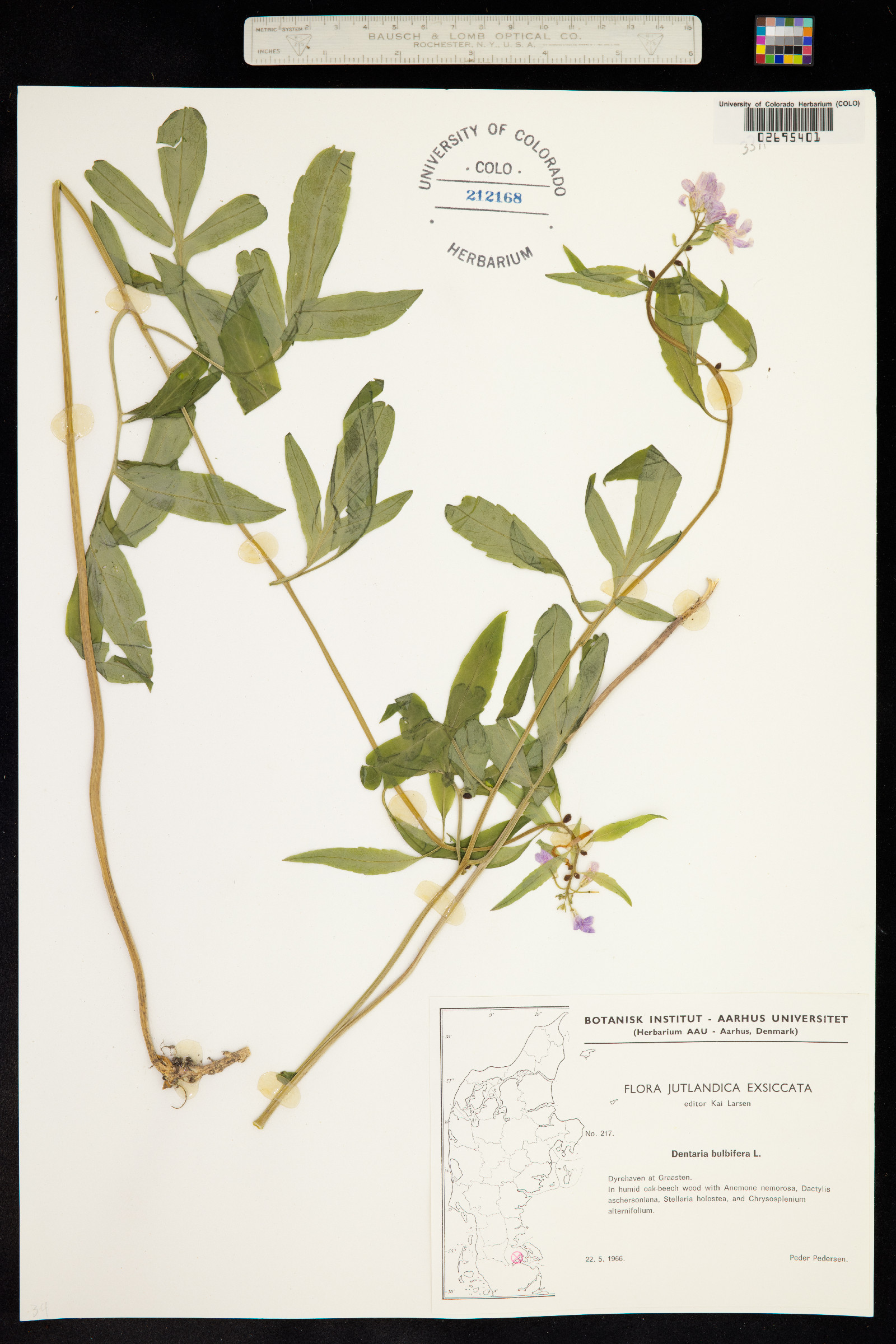 Cardamine bulbifera image