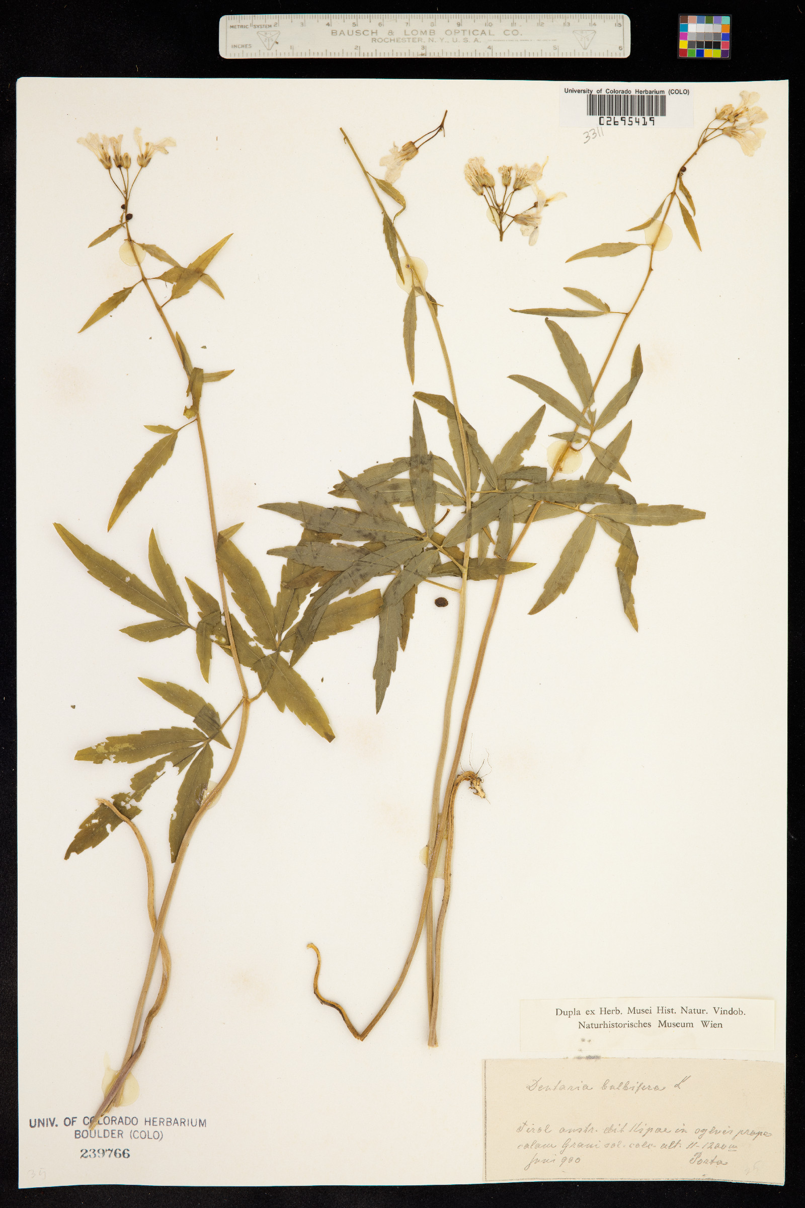 Cardamine bulbifera image