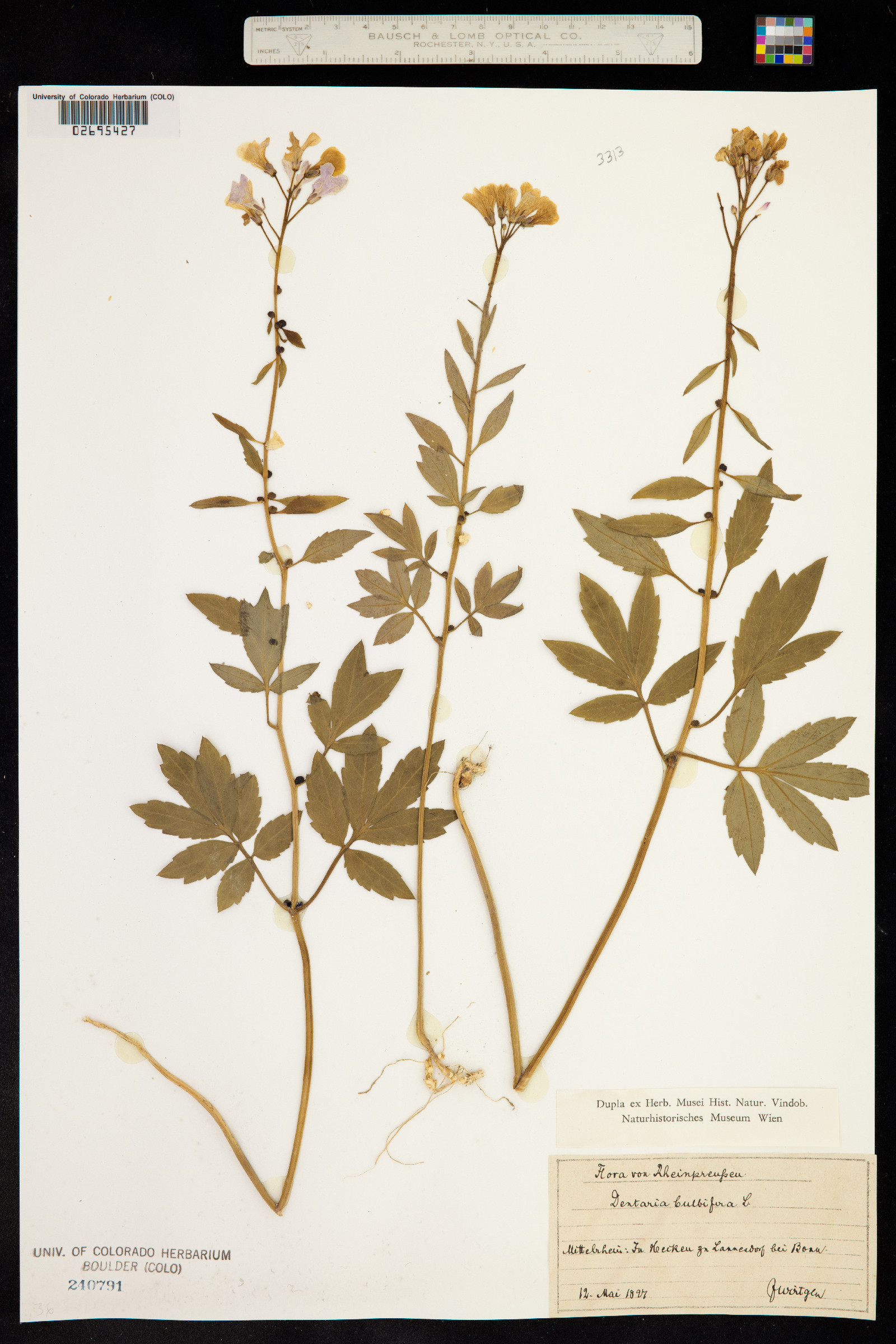 Cardamine bulbifera image