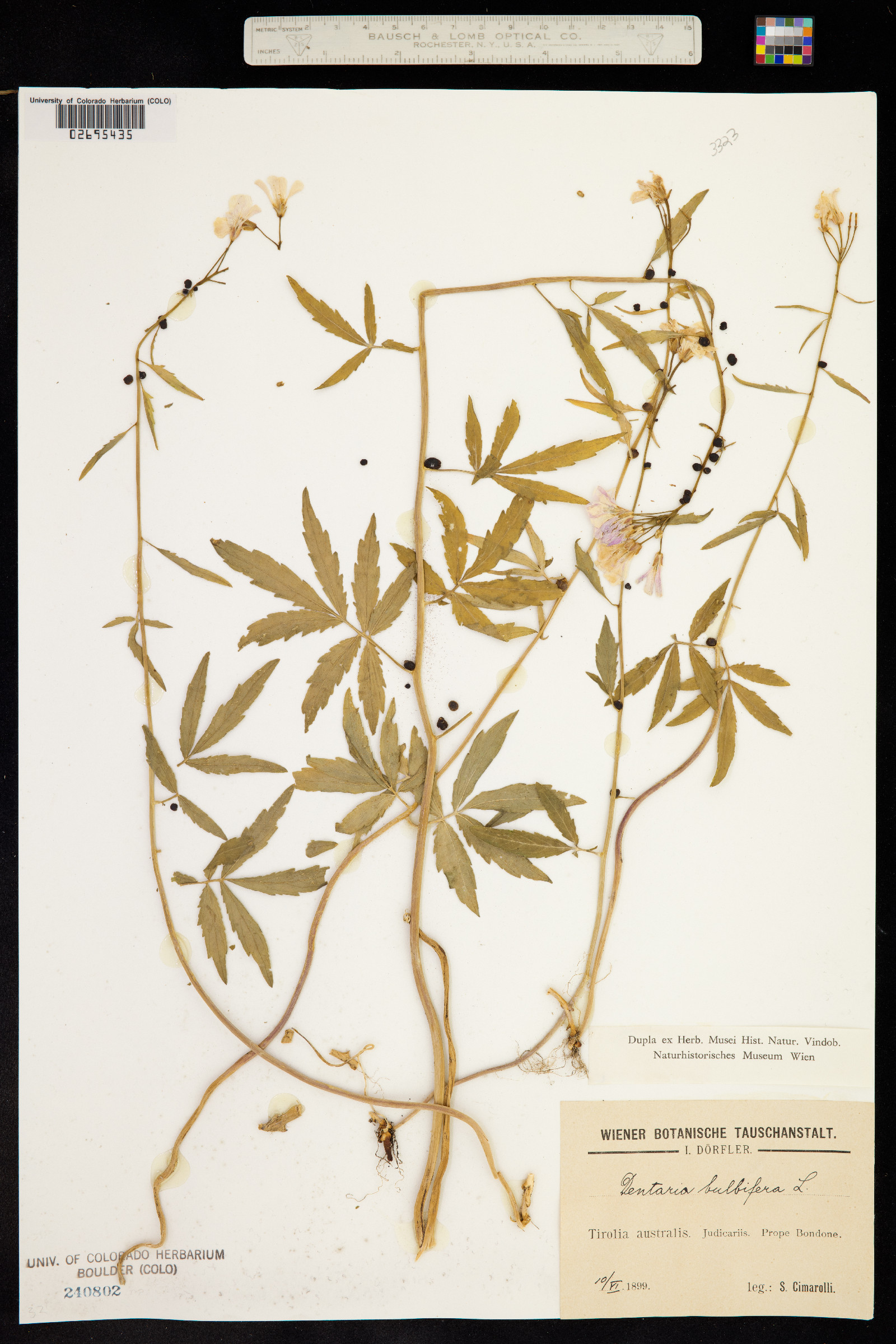 Cardamine bulbifera image