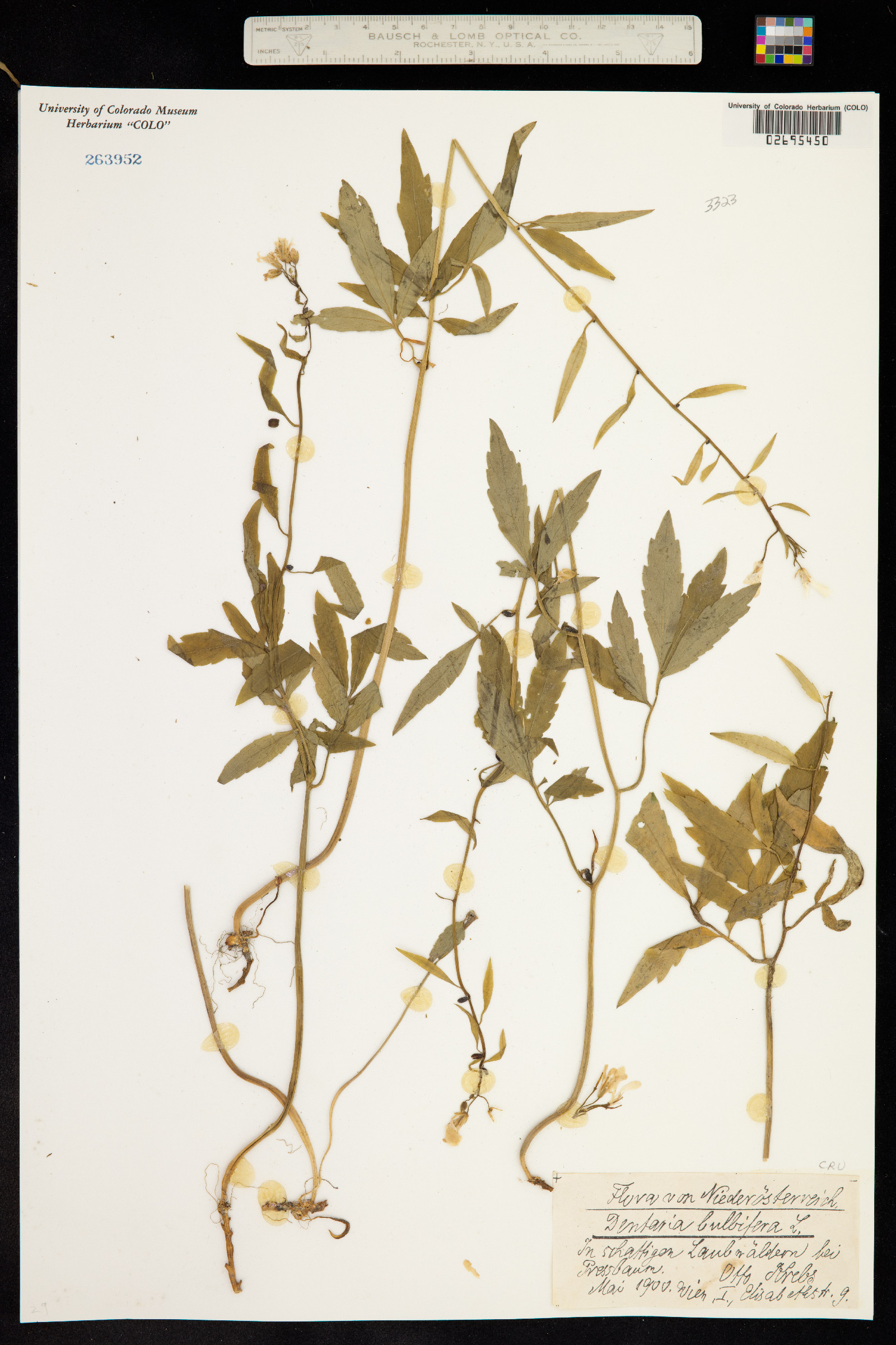 Cardamine bulbifera image