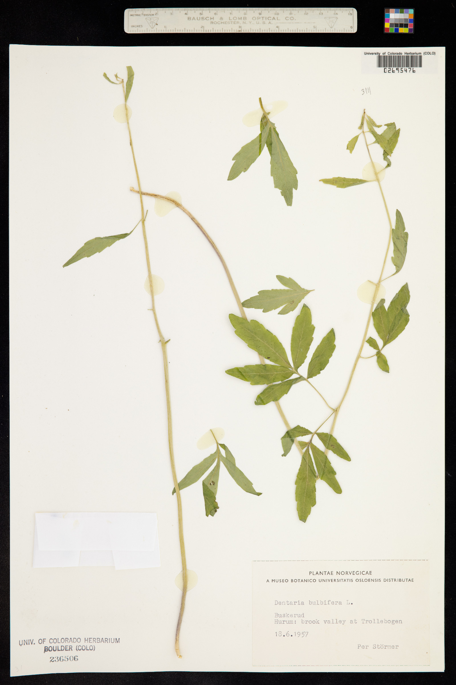 Cardamine bulbifera image