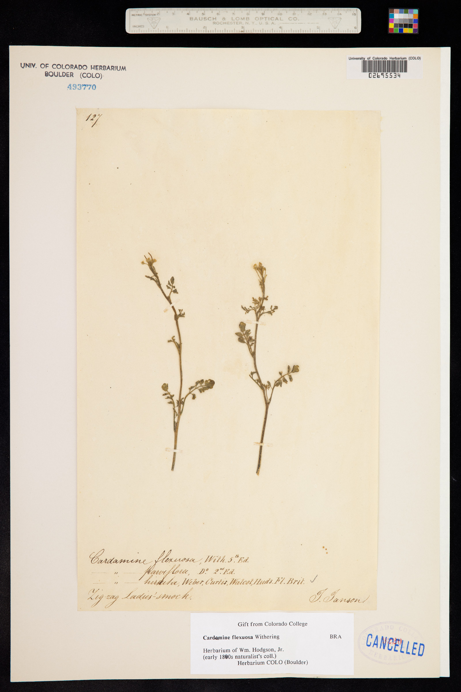 Cardamine flexuosa image