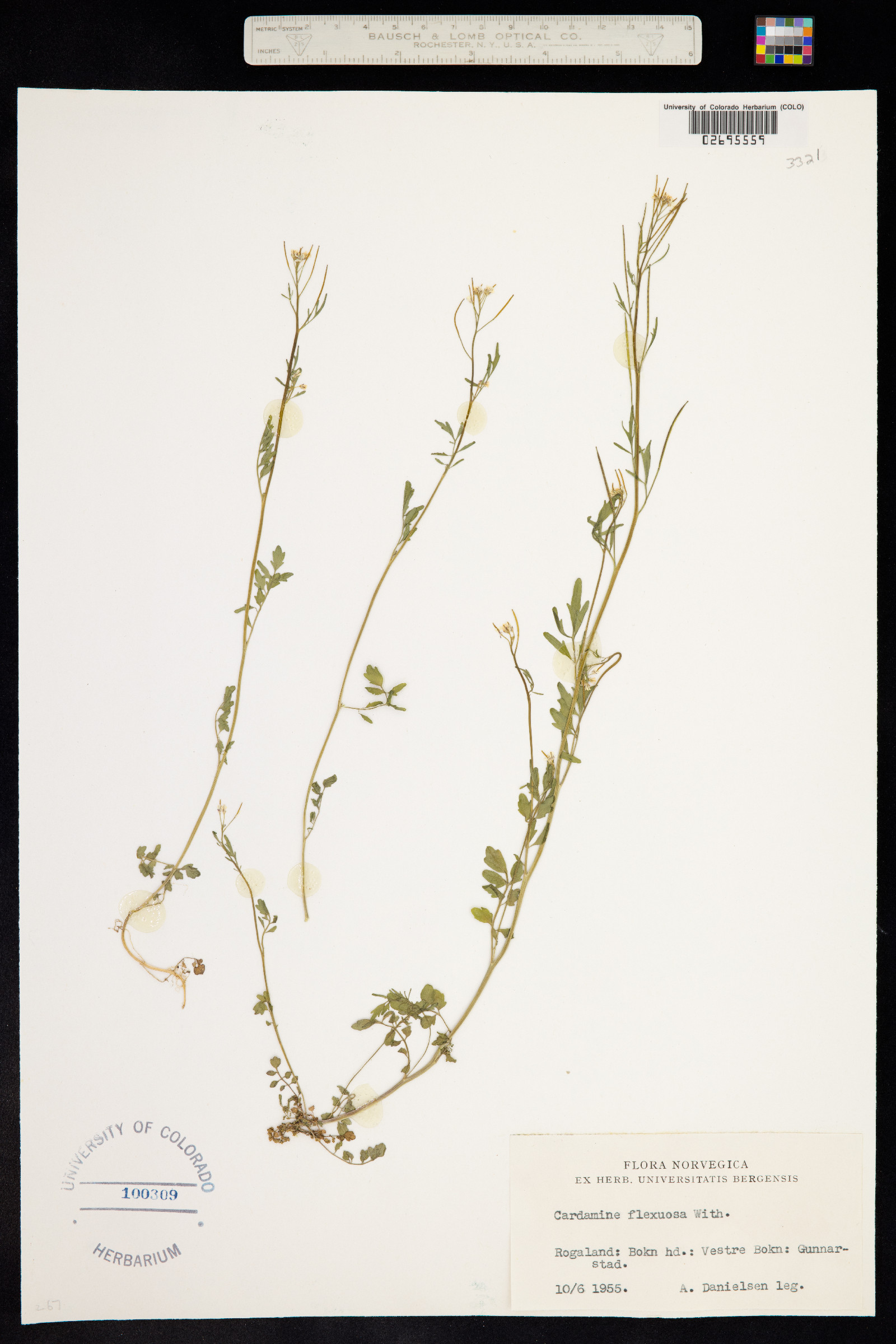 Cardamine flexuosa image