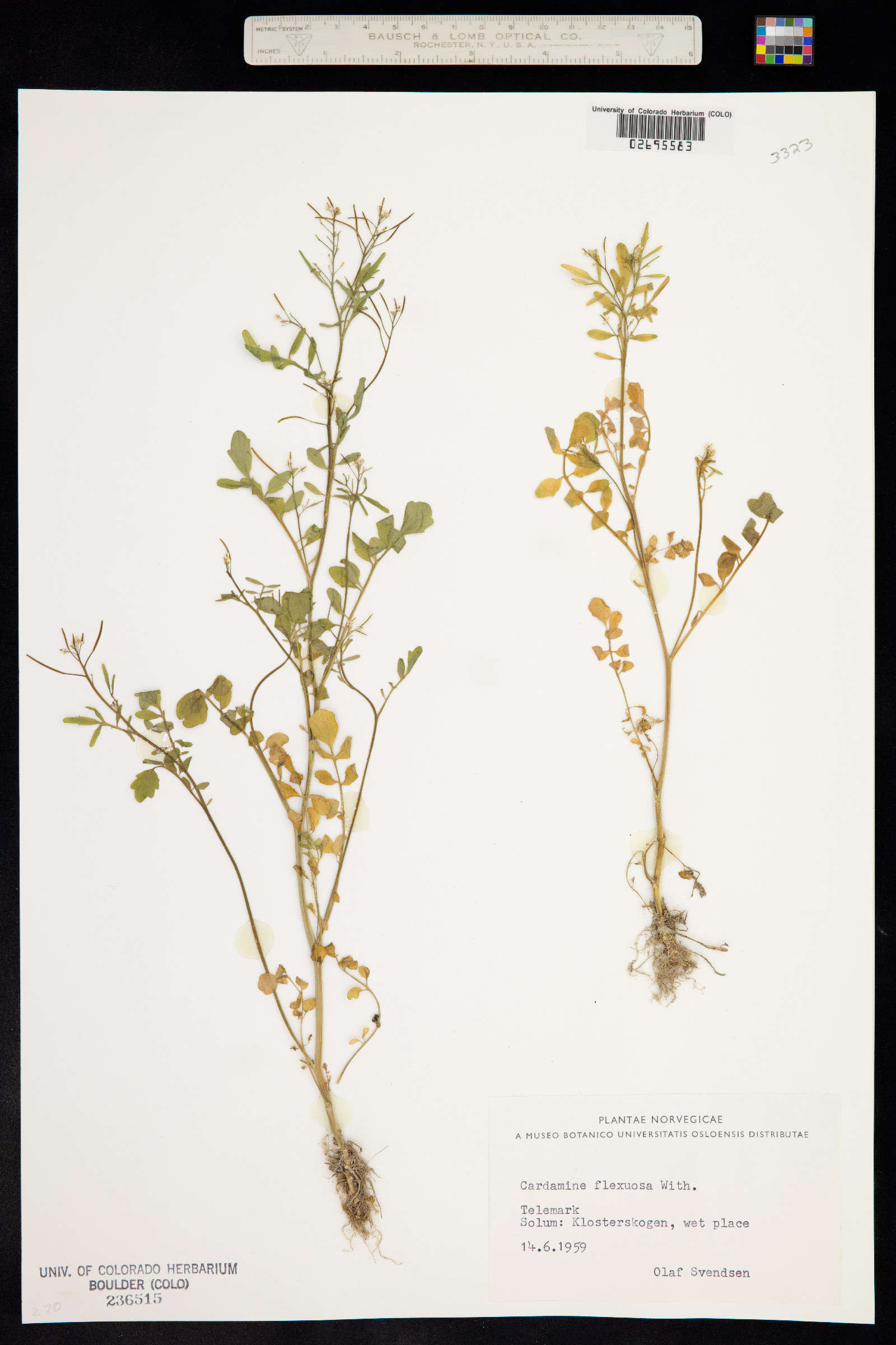 Cardamine flexuosa image